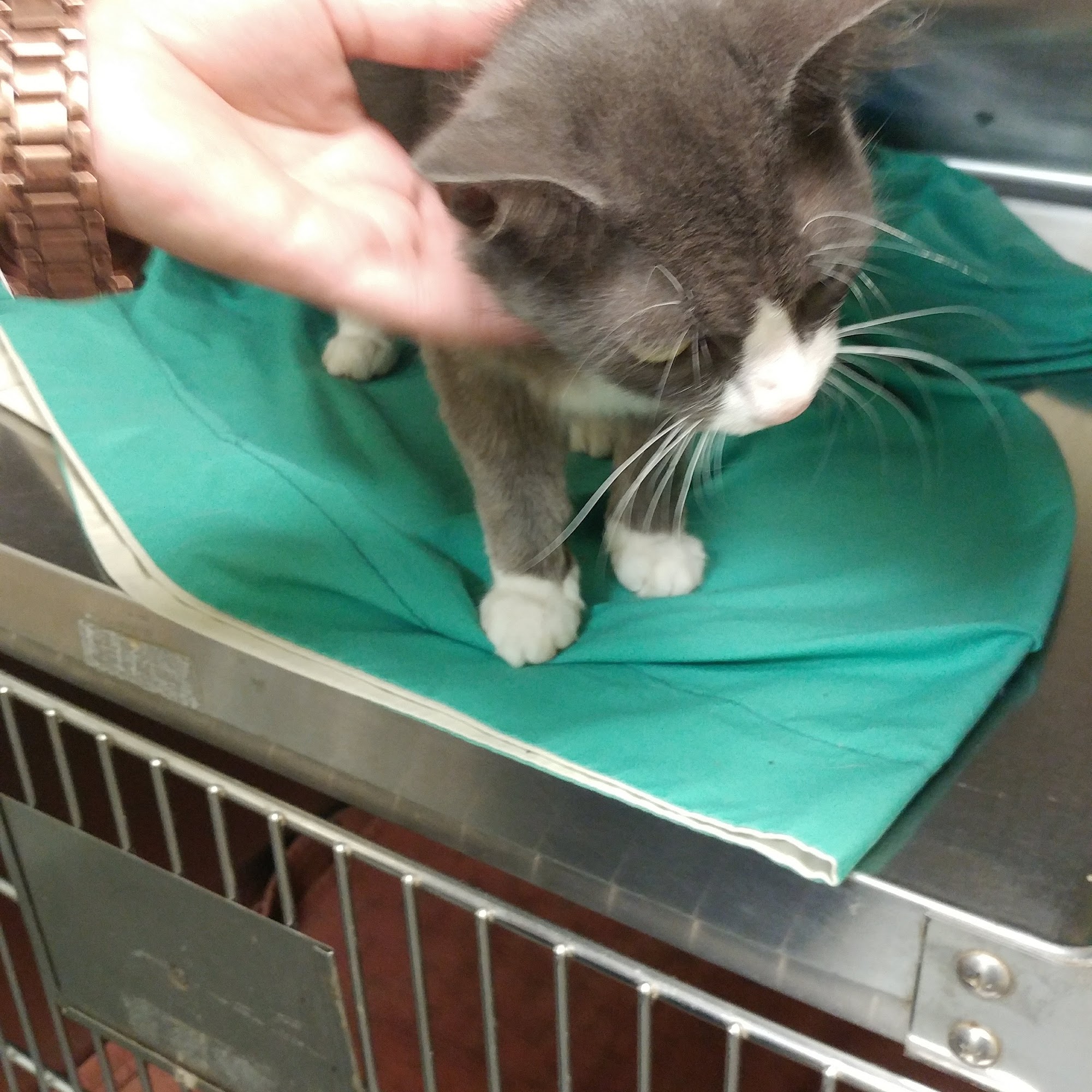 Buies Creek Veterinary Hospital and Dental Clinic Lillington