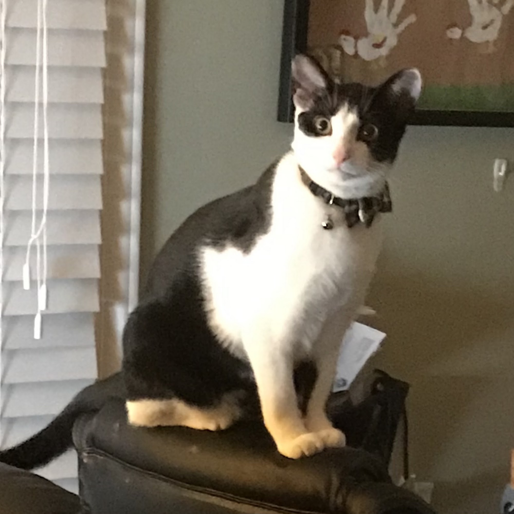 Lincolnton Animal Hospital Lincolnton