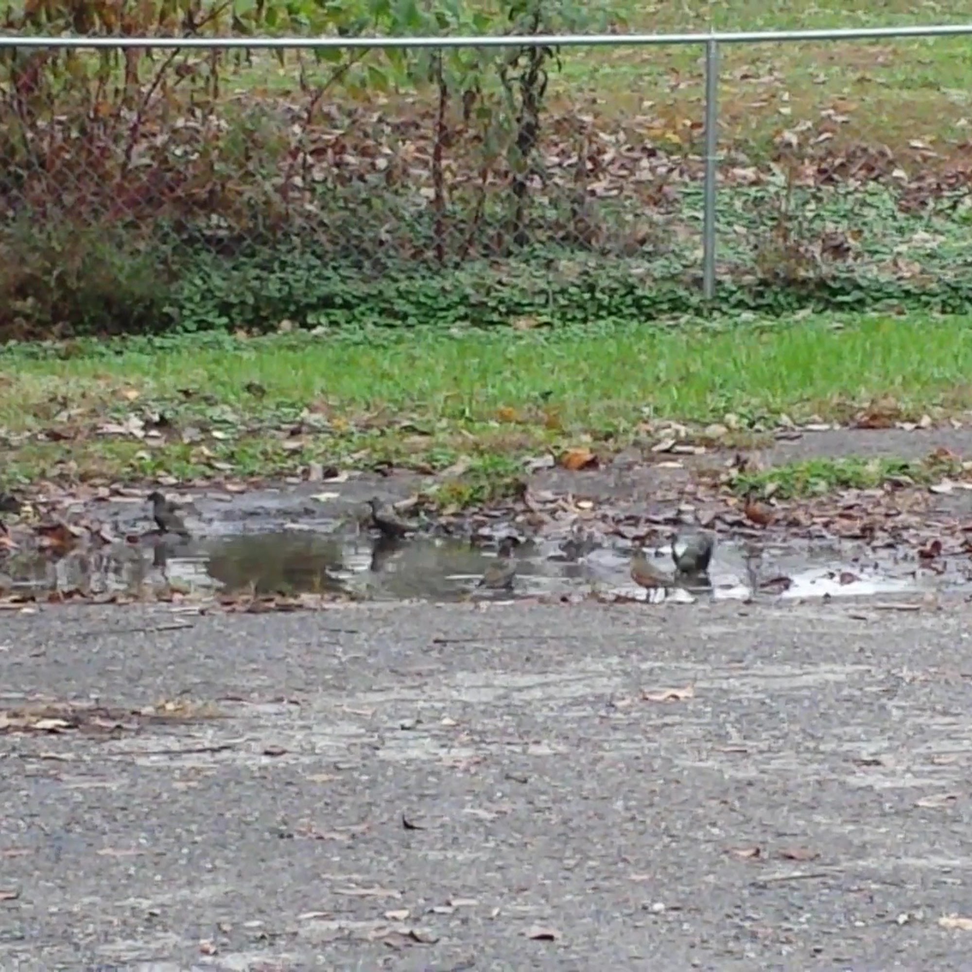 Humane Society of Lincoln County, NC Lincolnton