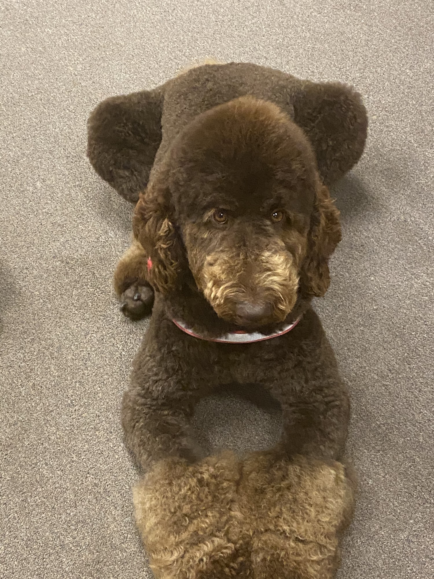 Posh Pups Salon Lincolnton