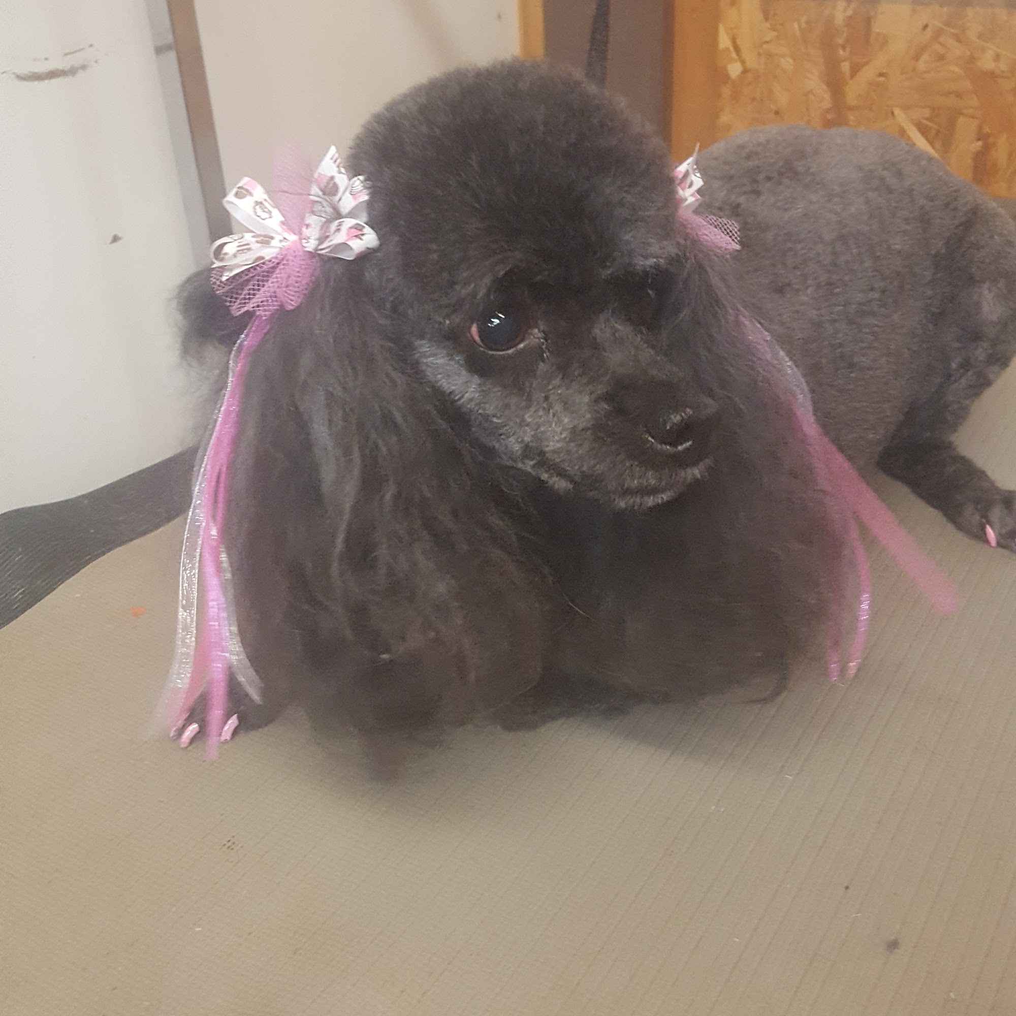 The Clipper Den Lincolnton