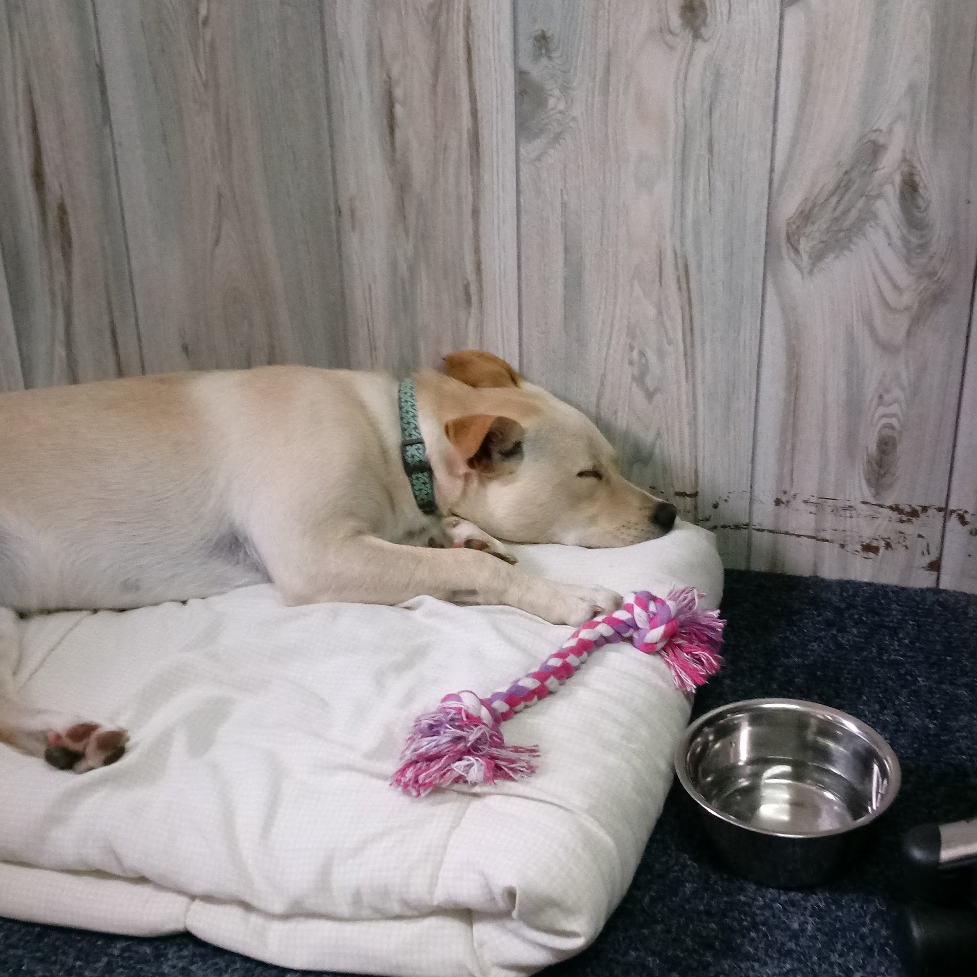 Locust Animal Clinic Locust