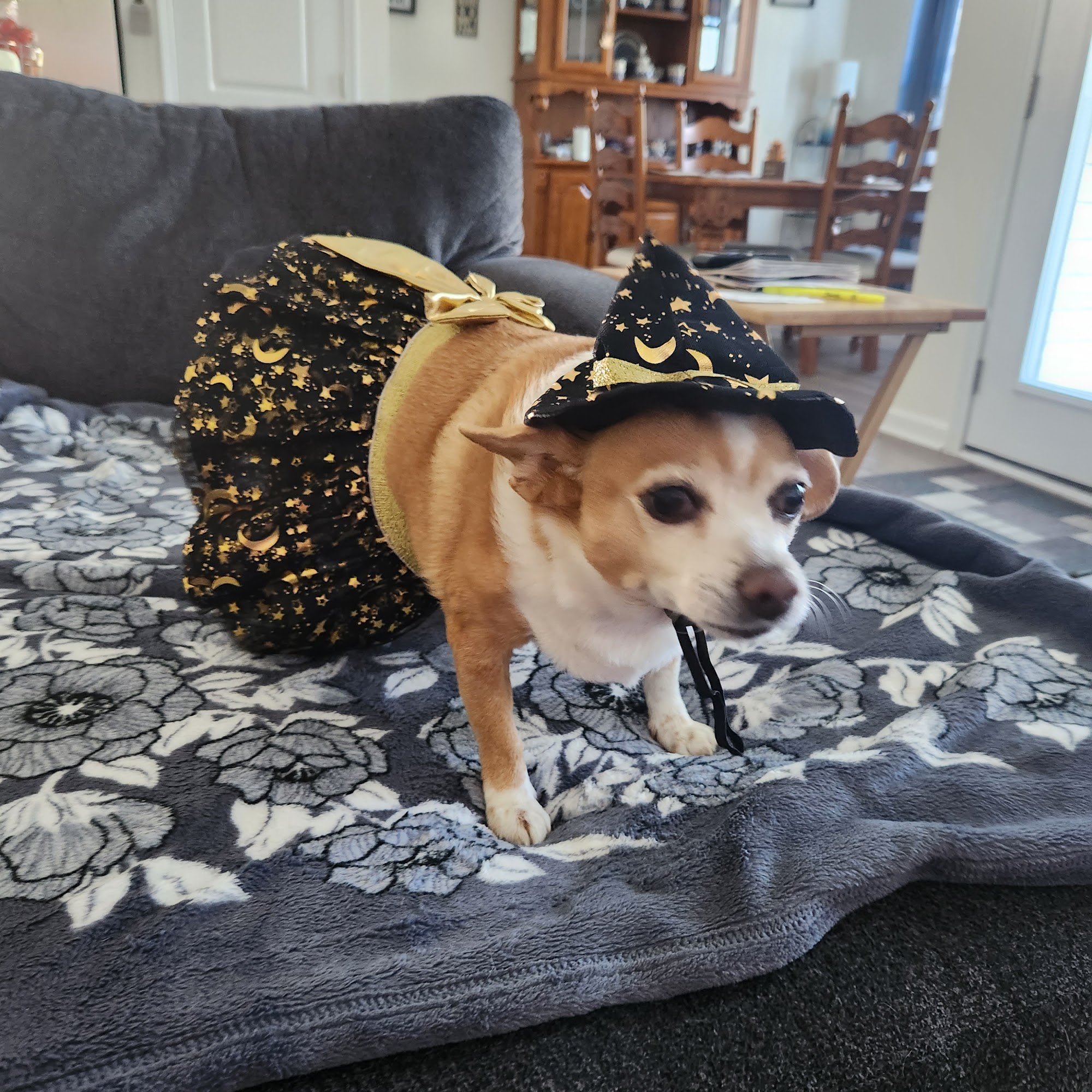 Colonial Animal Hospital Locust