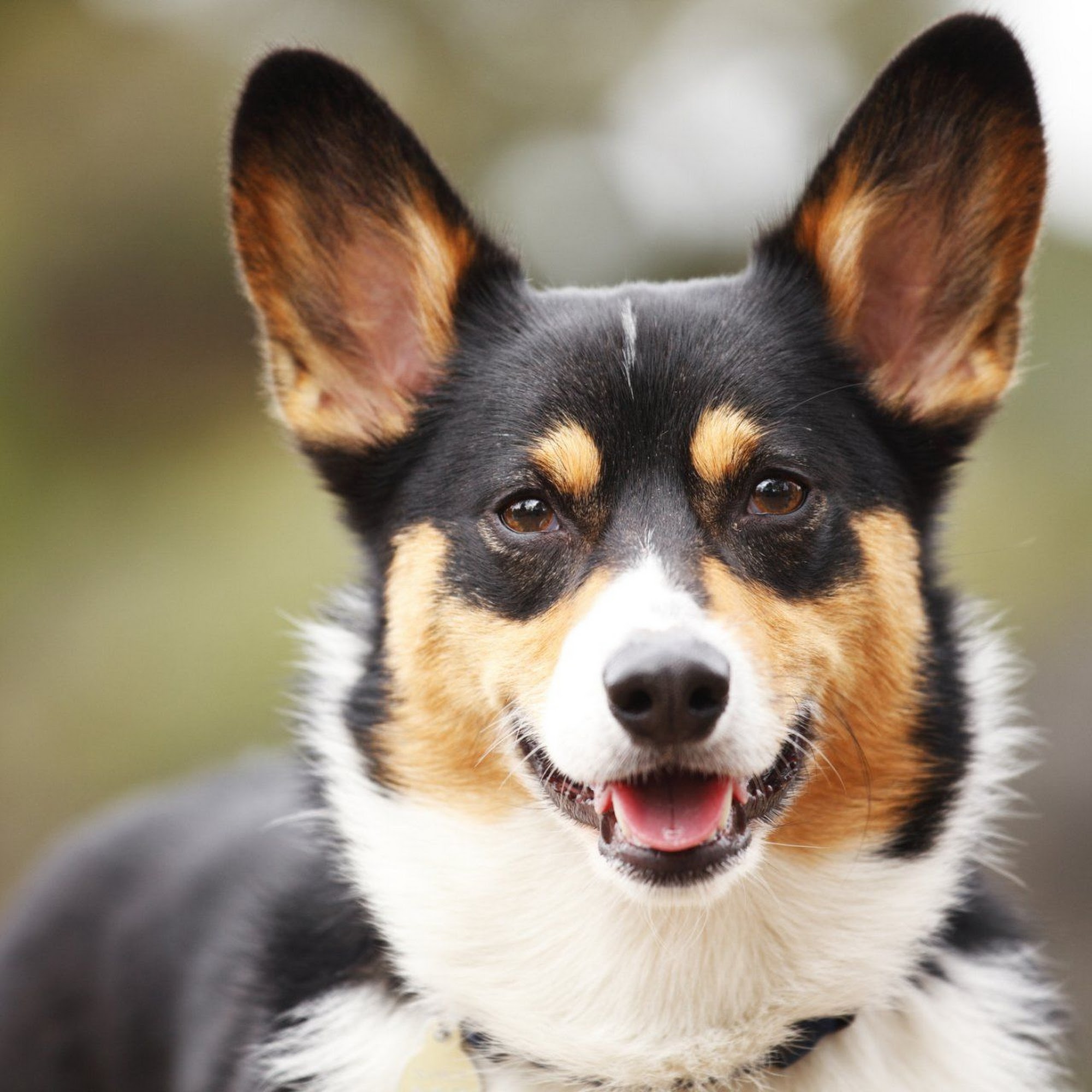 Baird's Animal Hospital Lumberton