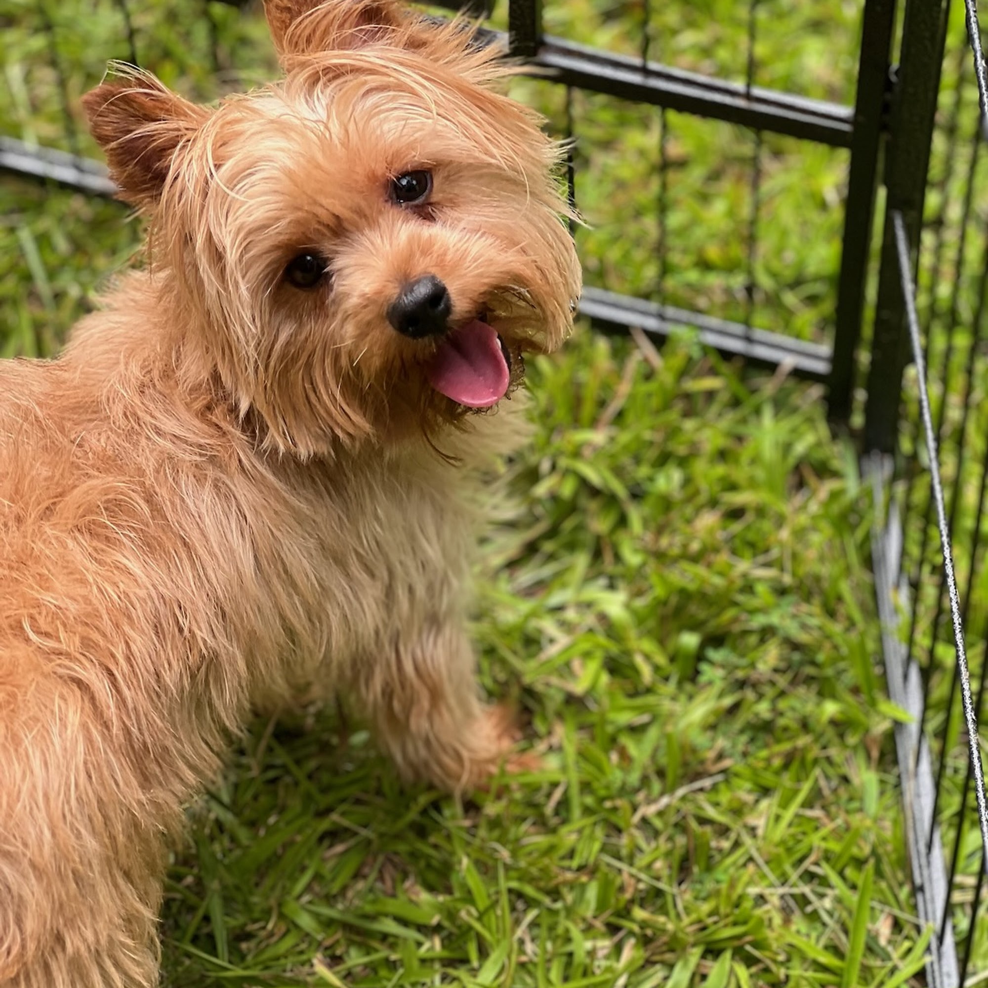 Yorkies and Chihuahuas Lumberton