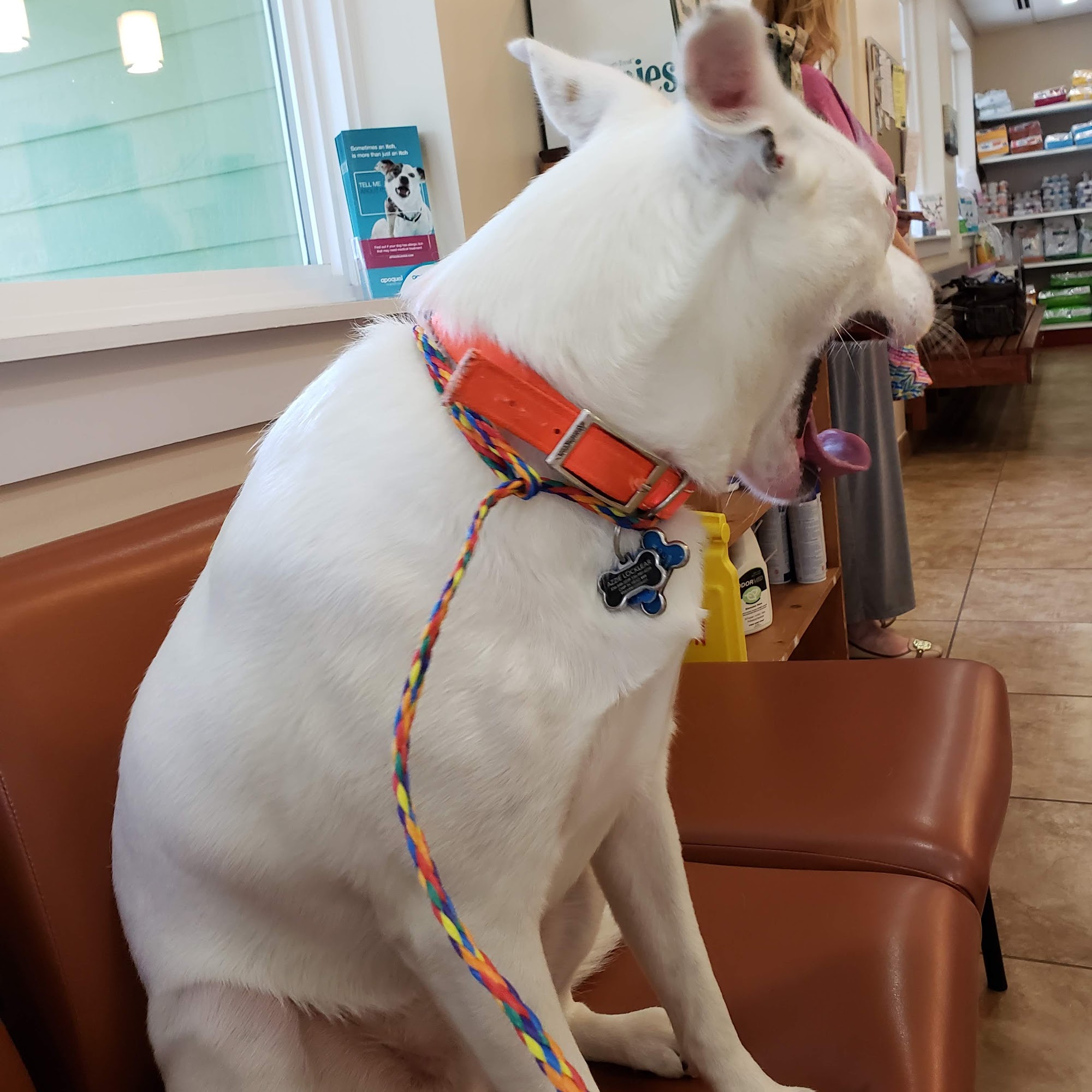 Animal Clinic of Madison Madison