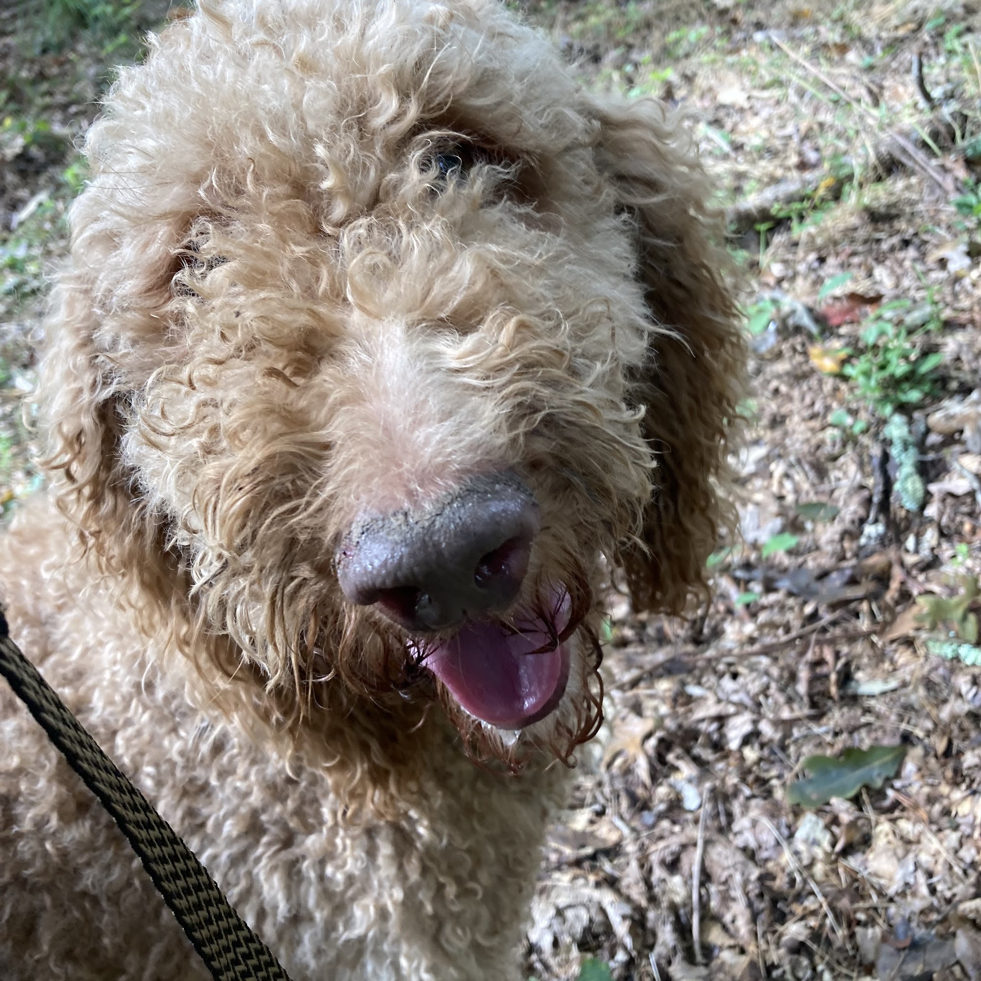 Paws & Claws Grooming Madison