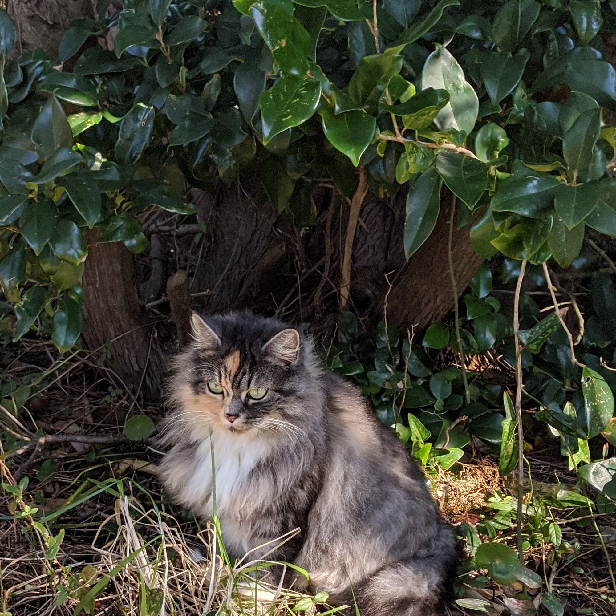 Roanoke Island Animal Clinic Manteo