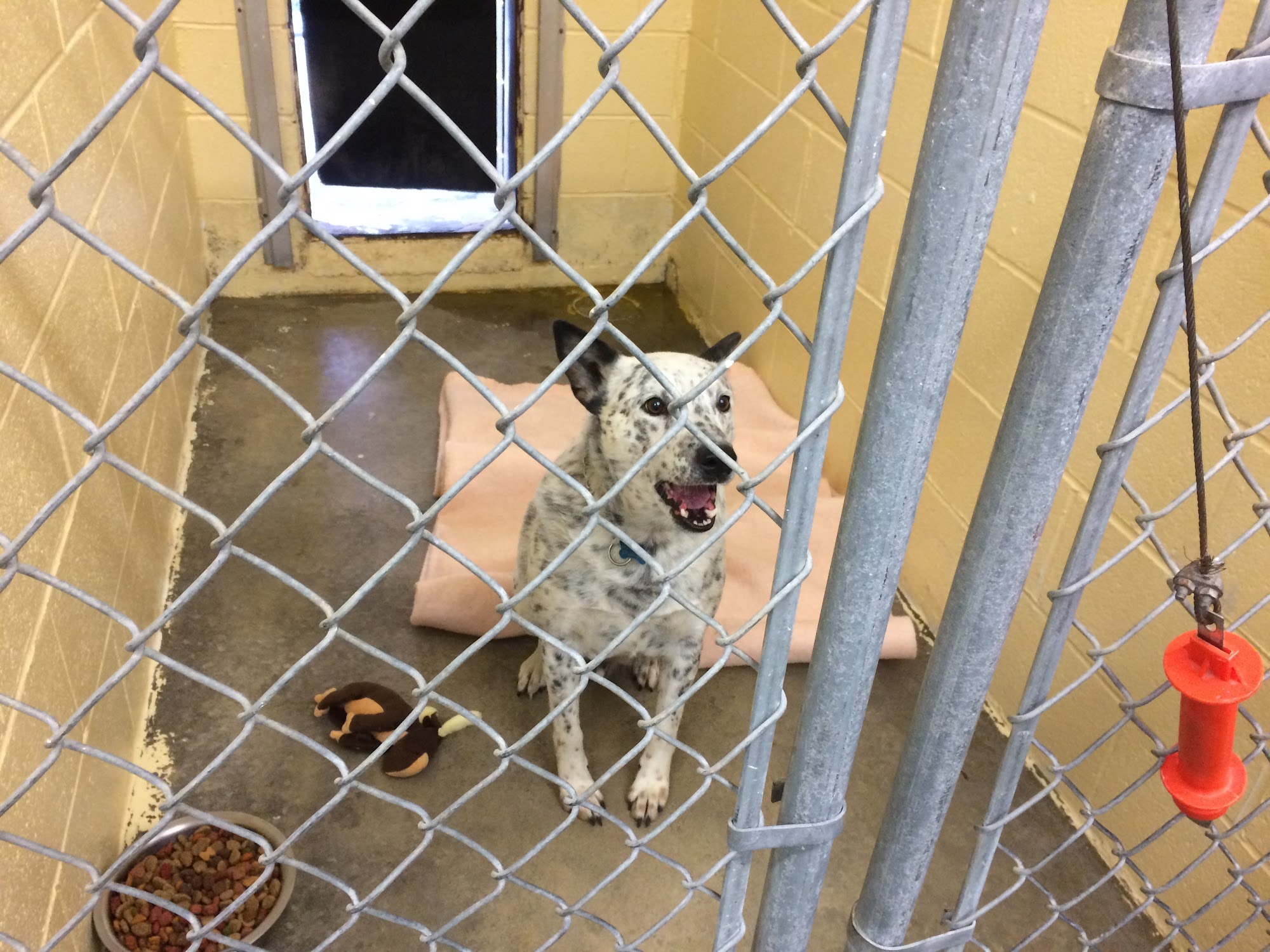 Madison County Animal Services Marshall