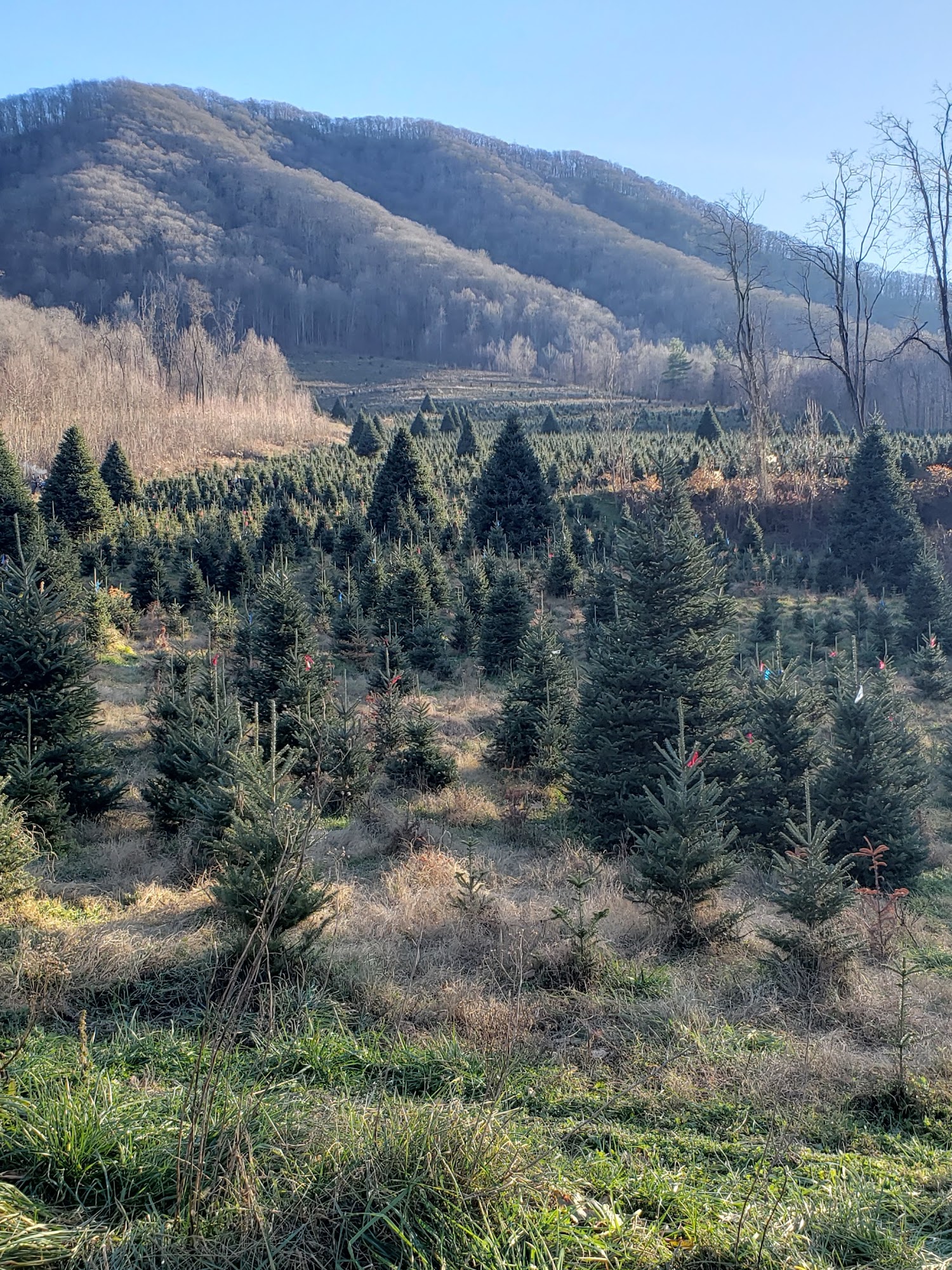 Frosty Mountain Christmas Trees Marshall