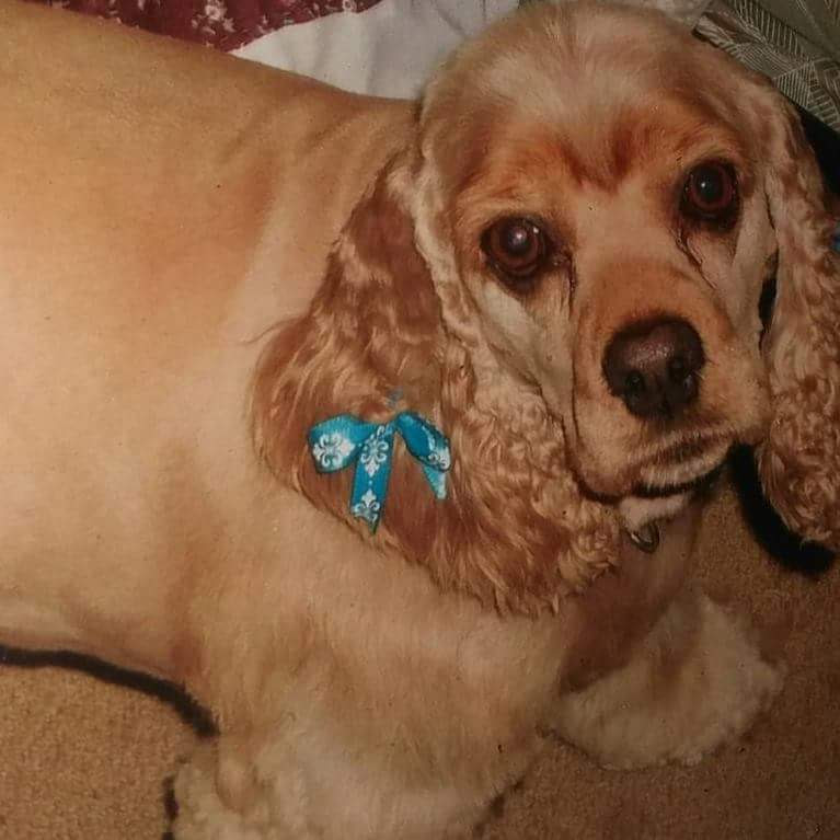 Sweet Peas Pet Salon Marshville