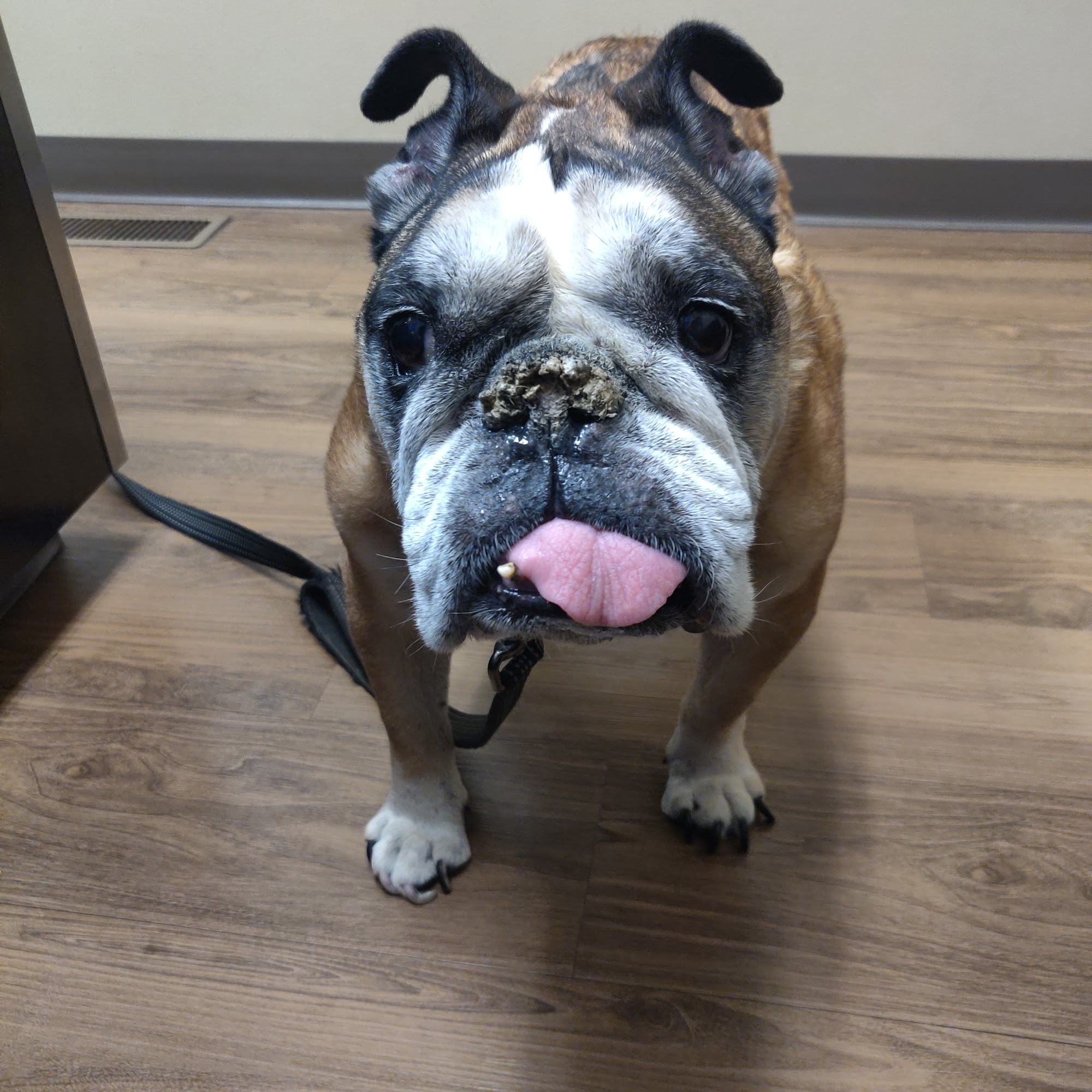 Plantation Animal Clinic, A Thrive Pet Healthcare Partner Matthews