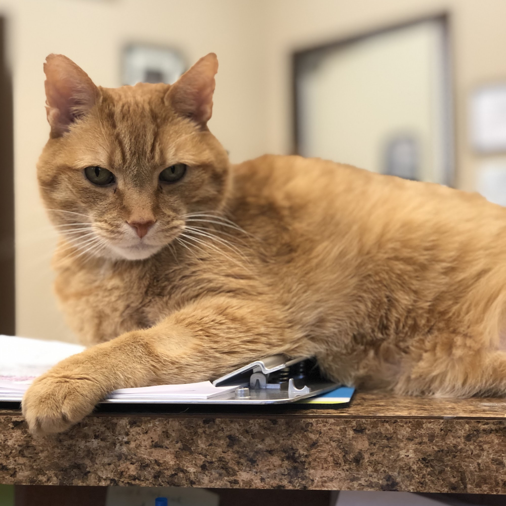 Fullwood Animal Hospital Matthews