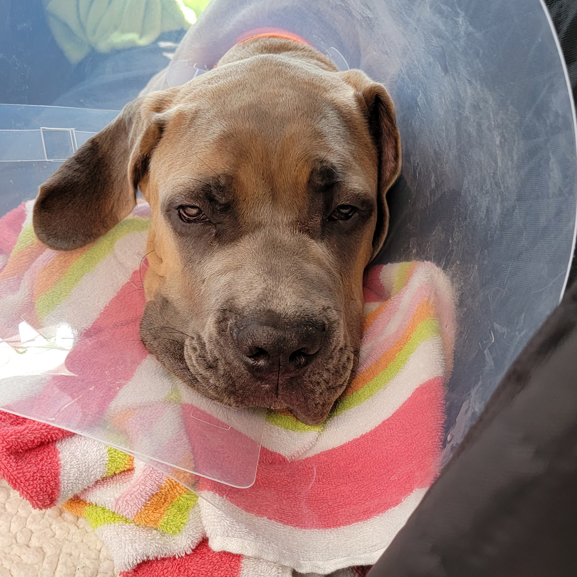 Animal Eye Clinic Matthews