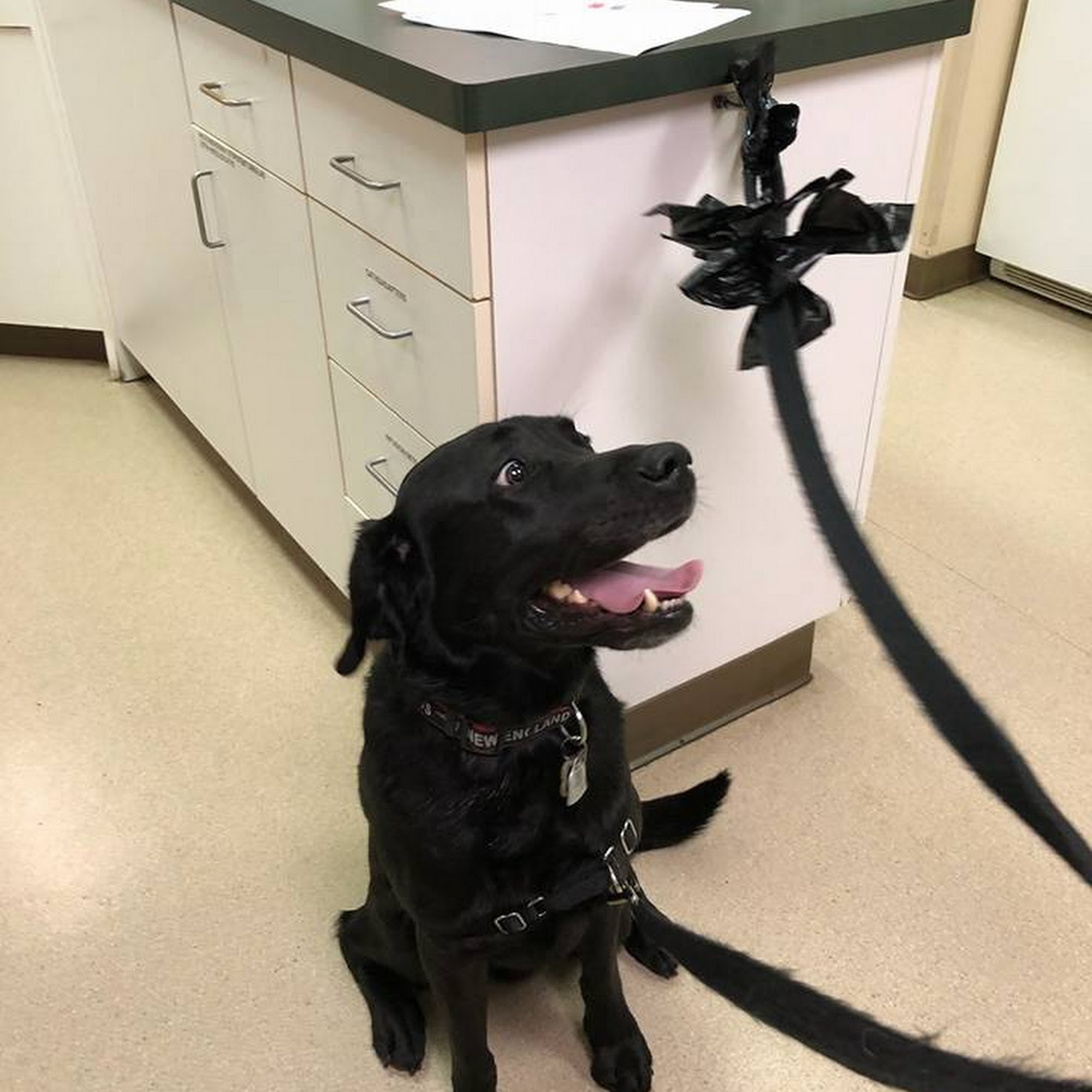 Weddington Animal Hospital Matthews