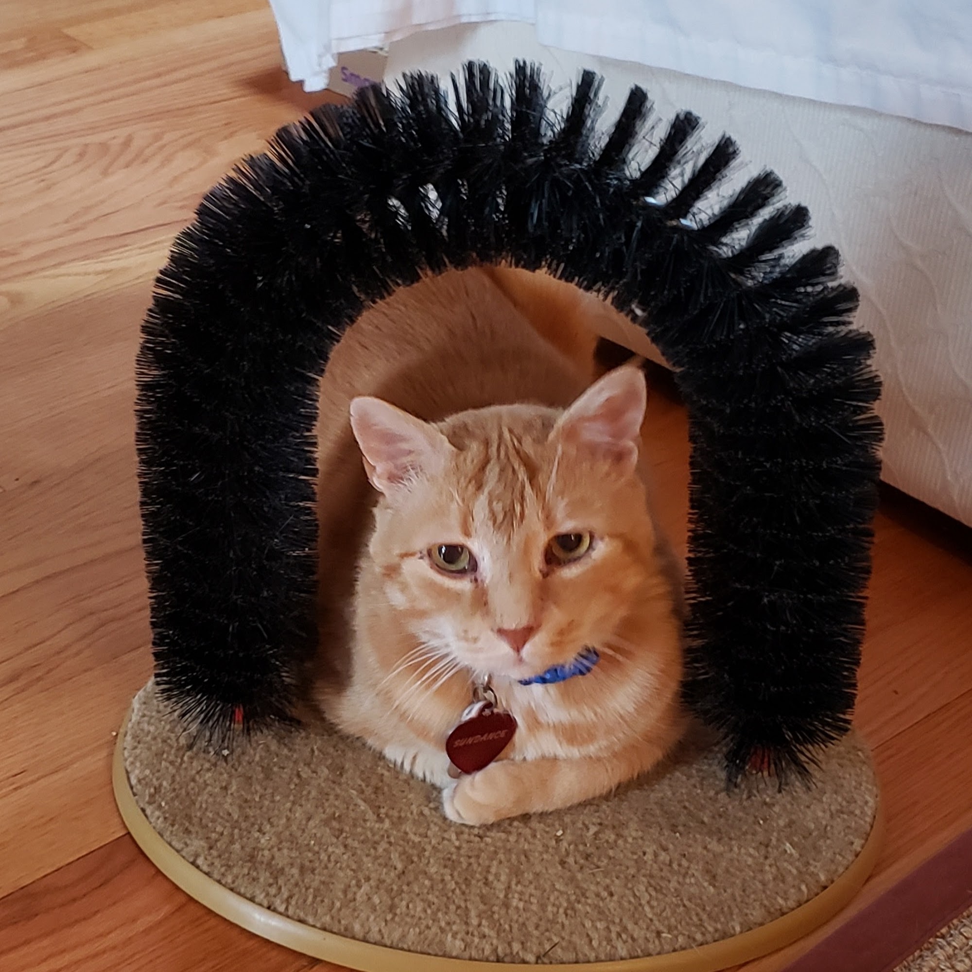 Carolina Veterinary Specialists Matthews