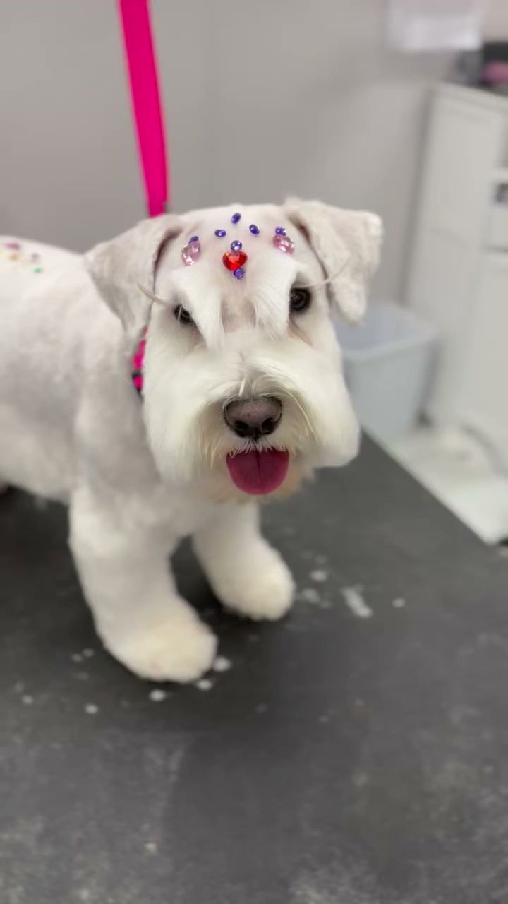 Modern Pet Salon Matthews