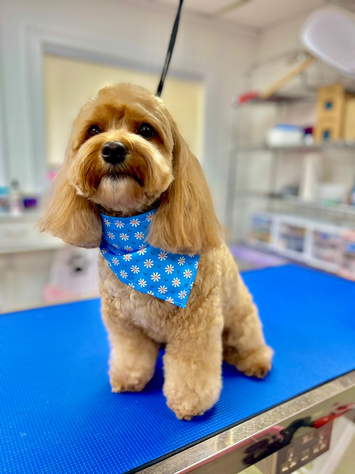 Photo credit: bestprosintown