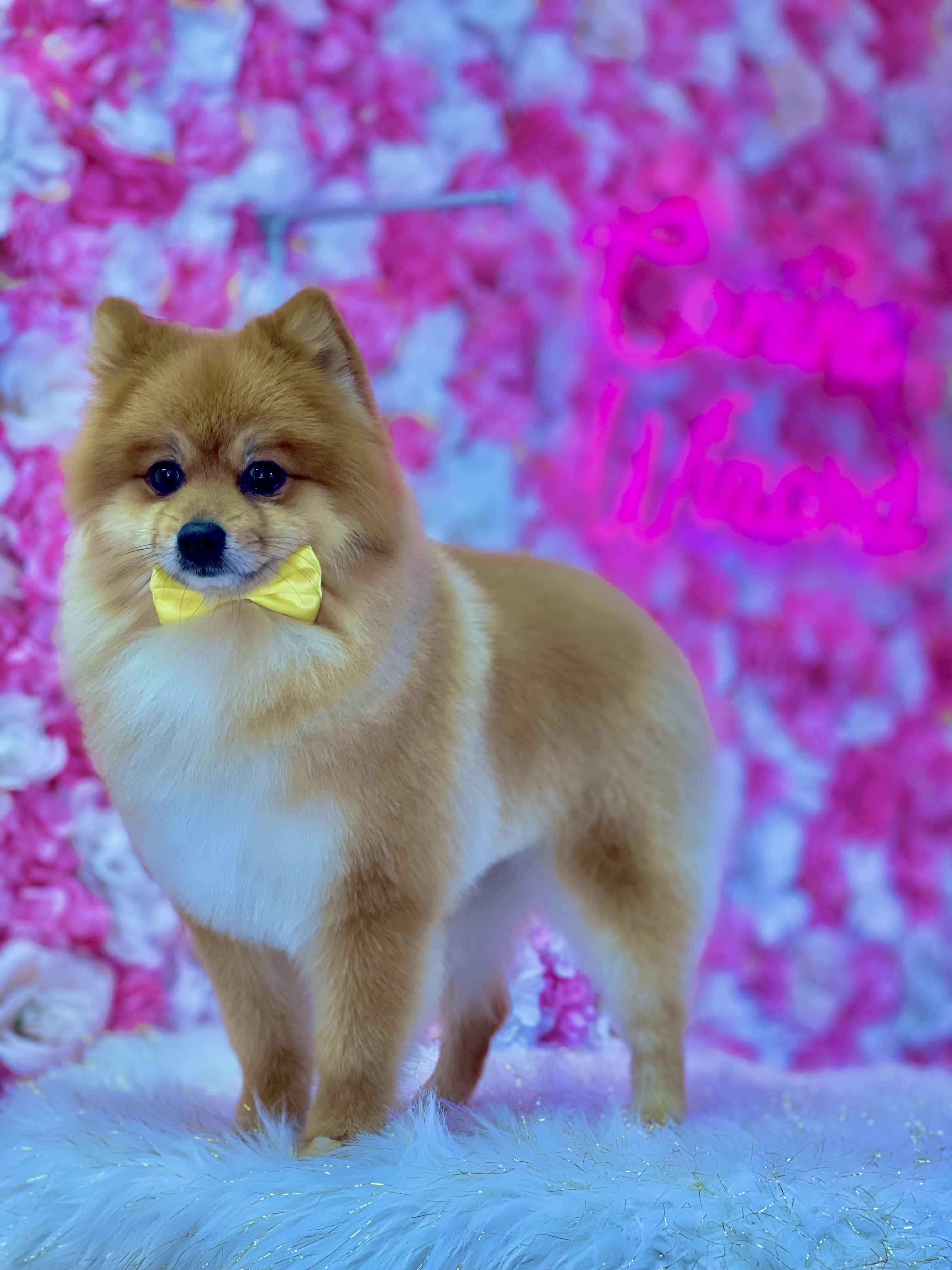 Photo credit: bestprosintown