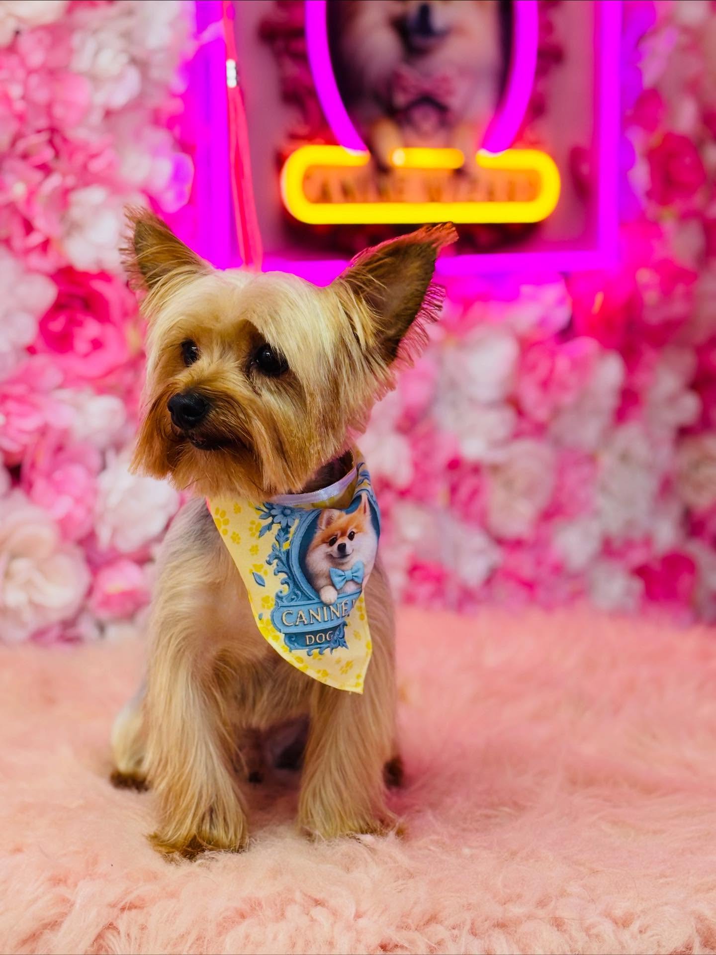 Canine Wizard | Matthews North Carolina | Pet Groomer Matthews