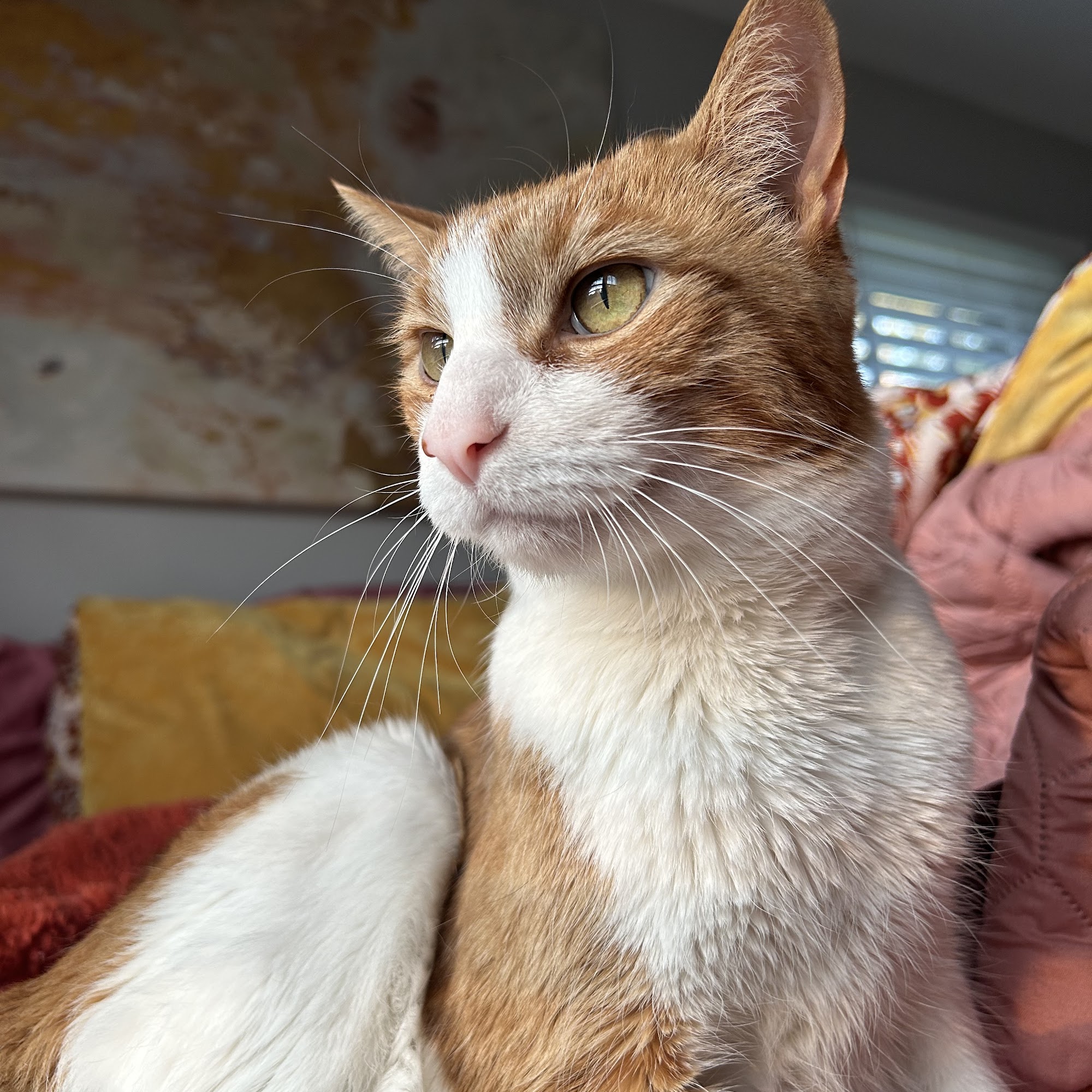 Skyline Veterinary Specialists & Emergency Matthews