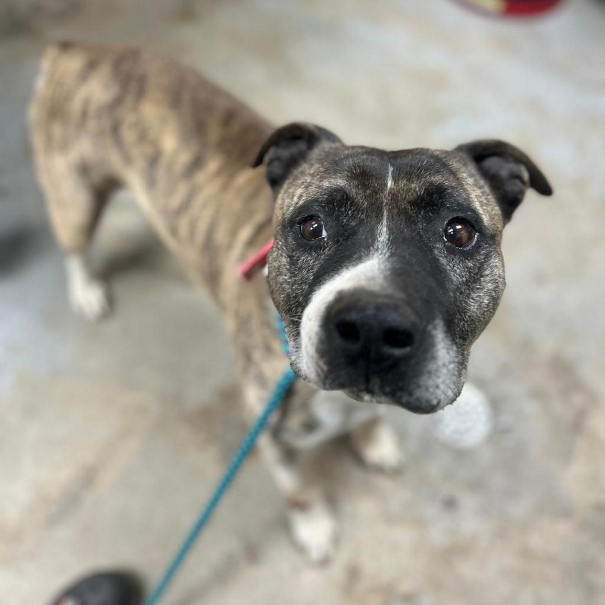 Mebane Pet Clinic Mebane