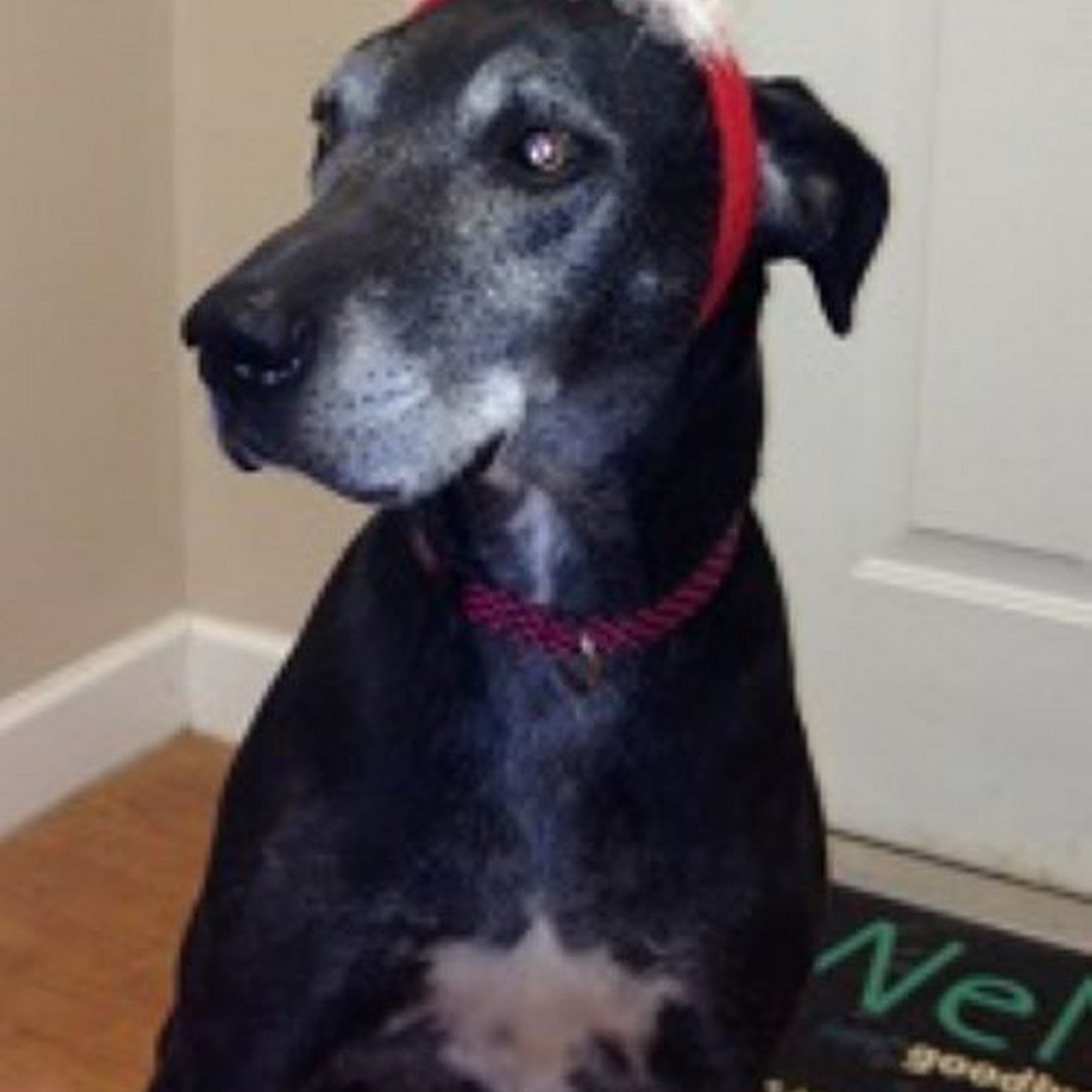 Mebane Veterinary Hospital Mebane