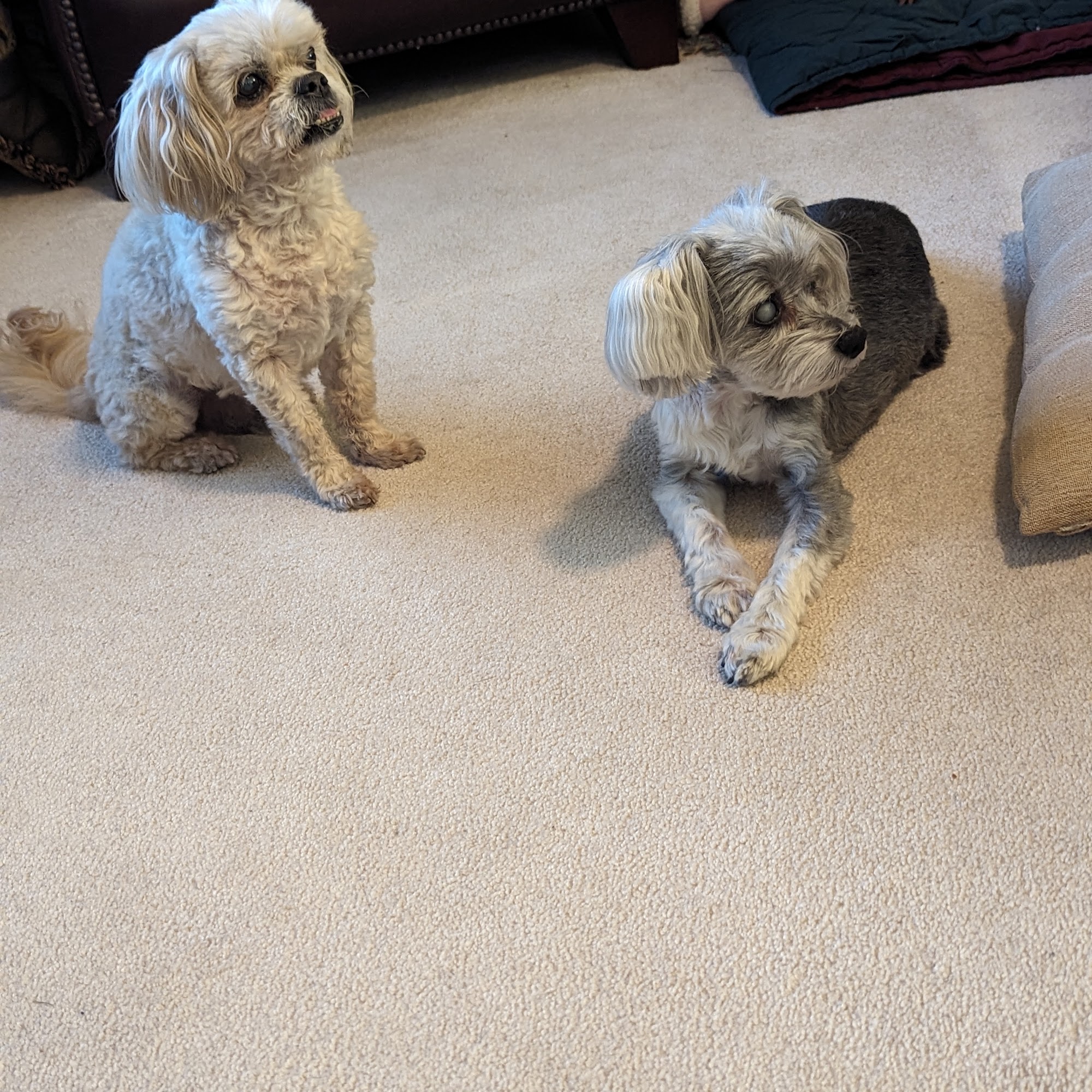 Greenock Farm Veterinary Hospital Midland