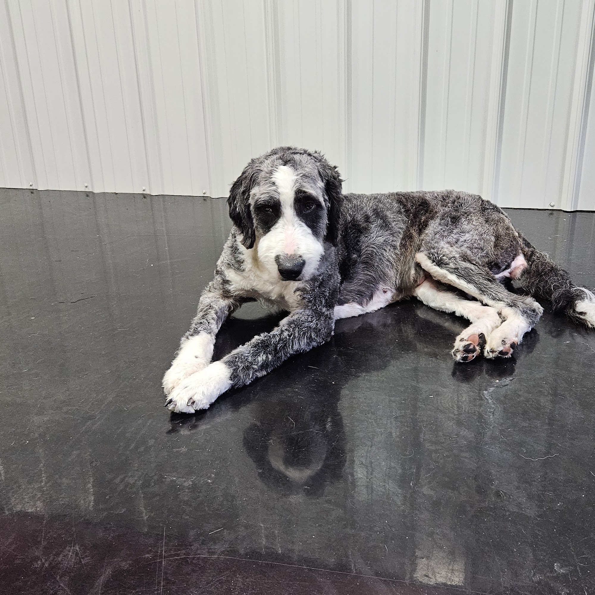 Natural Breed Kennels Resort Midland