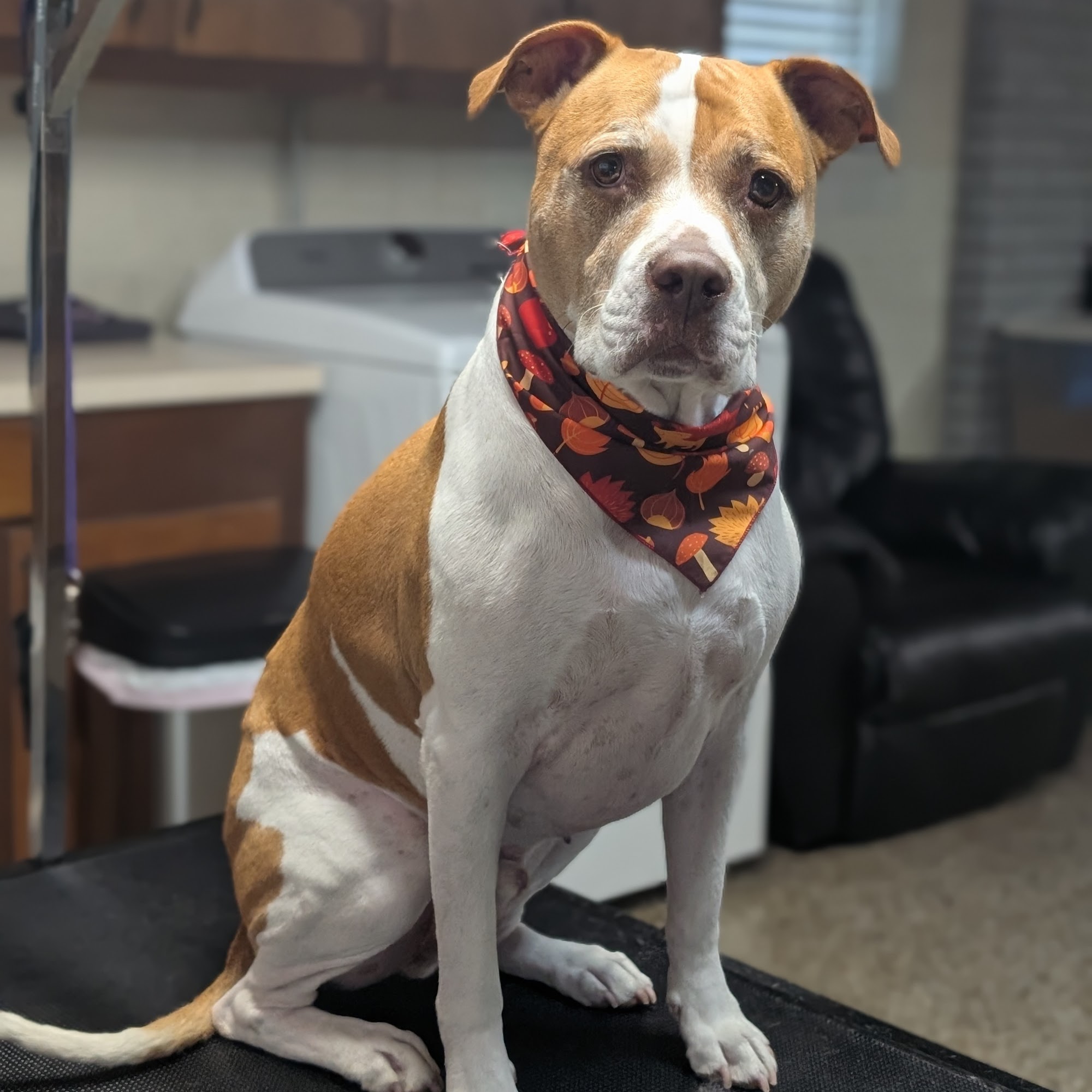 County Line Pet Spa LLC. Midland