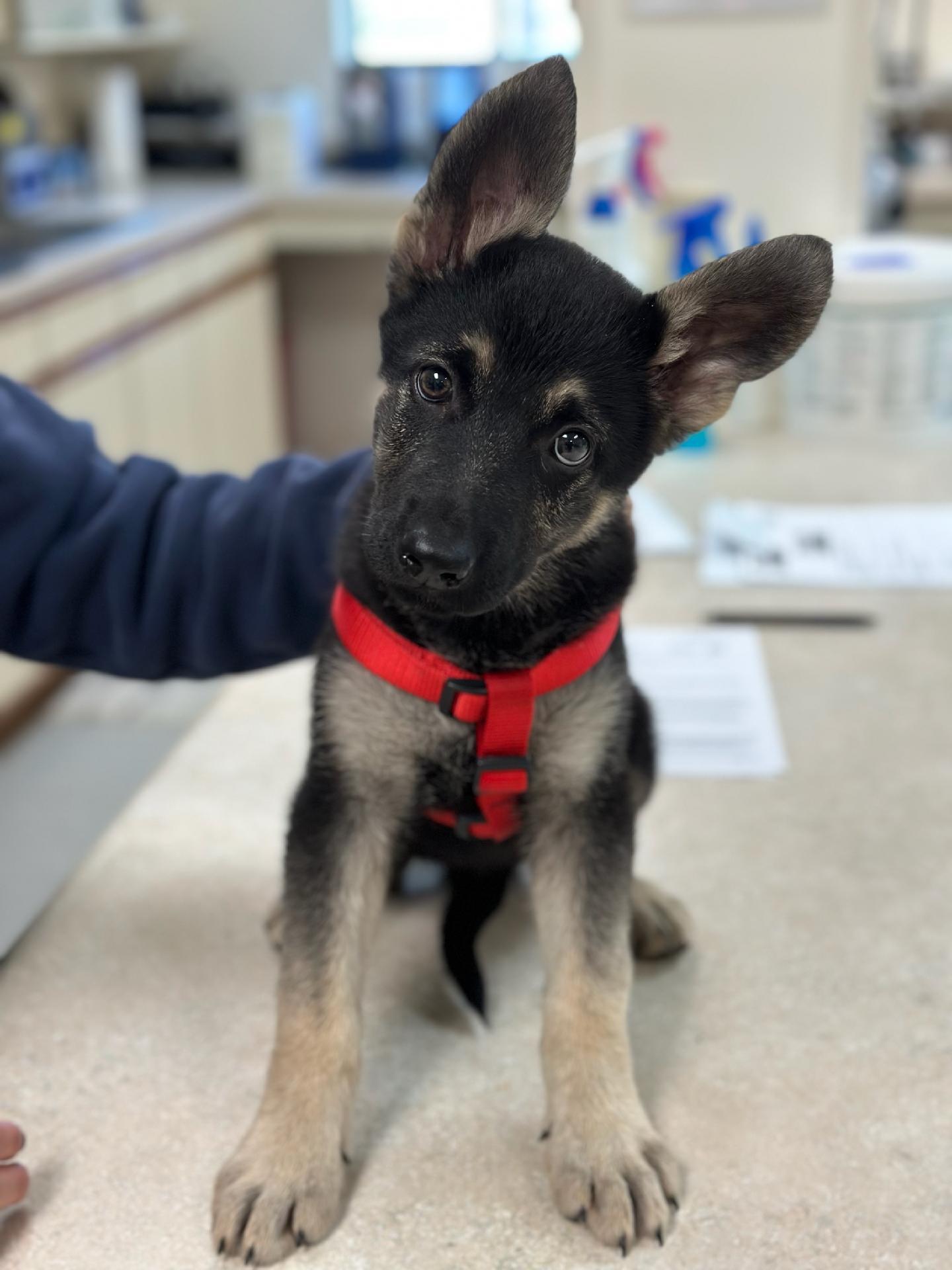 Mills River Animal Clinic Mills River