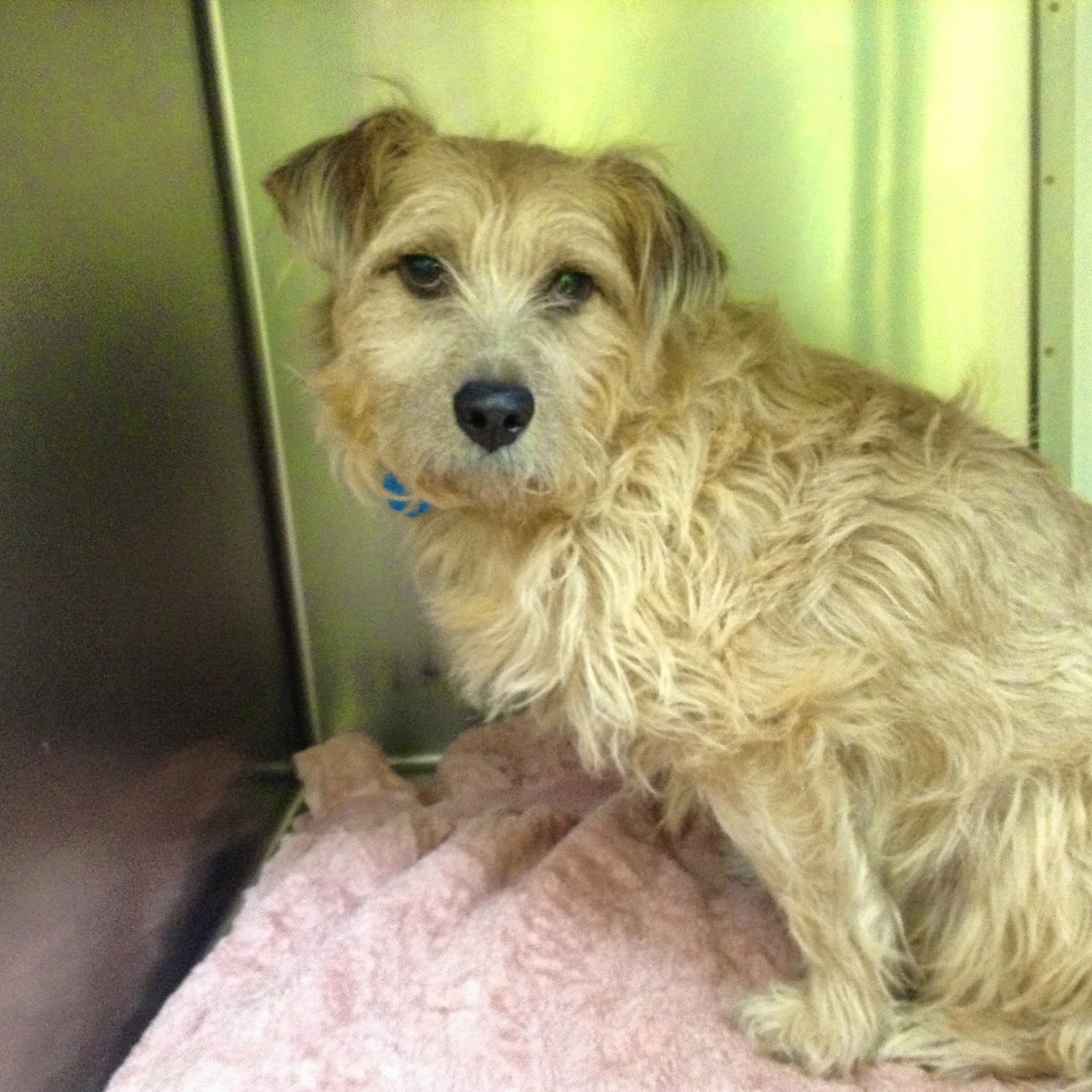 Health Care For Pets Hospital Mills River