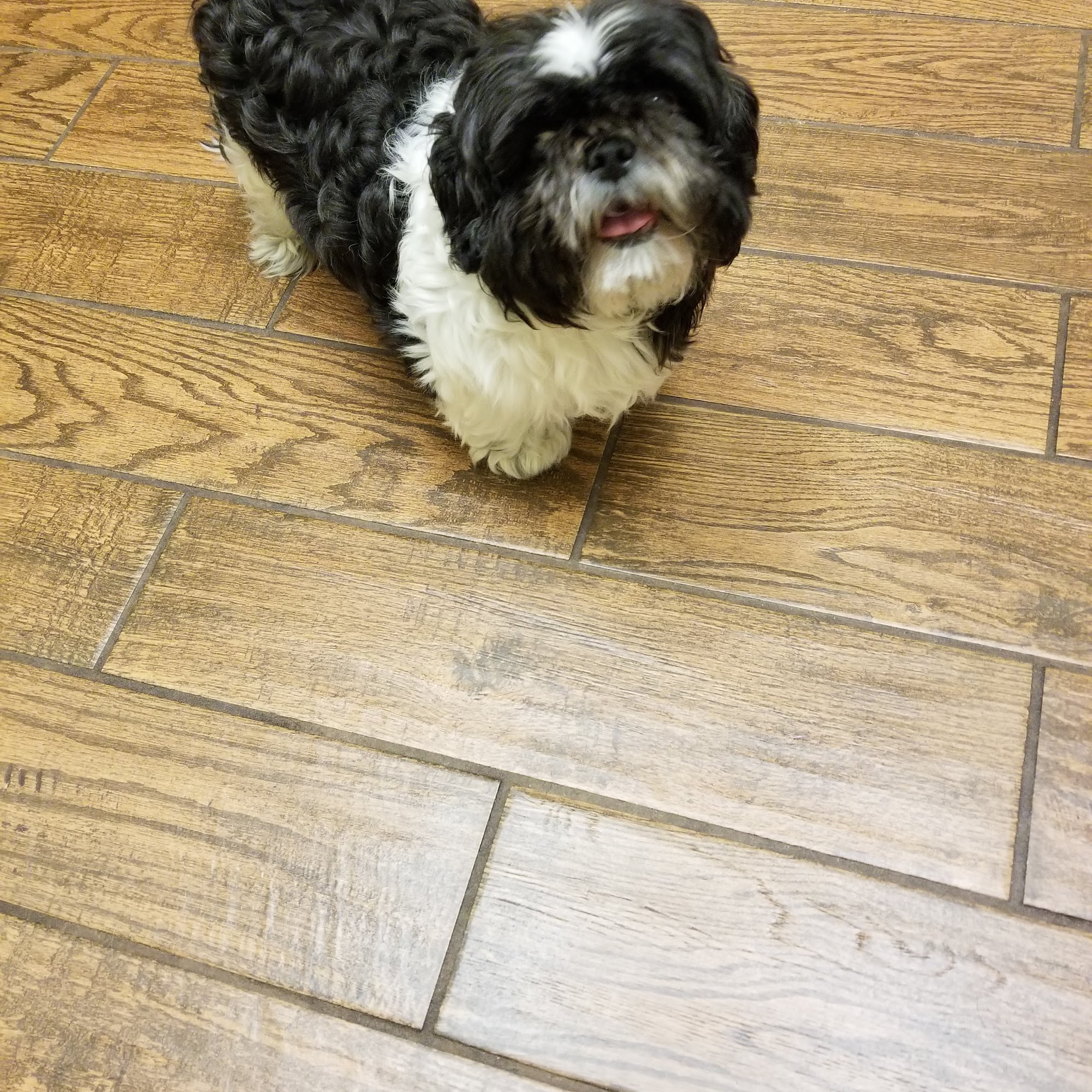 Sycamore Animal Clinic Mint Hill