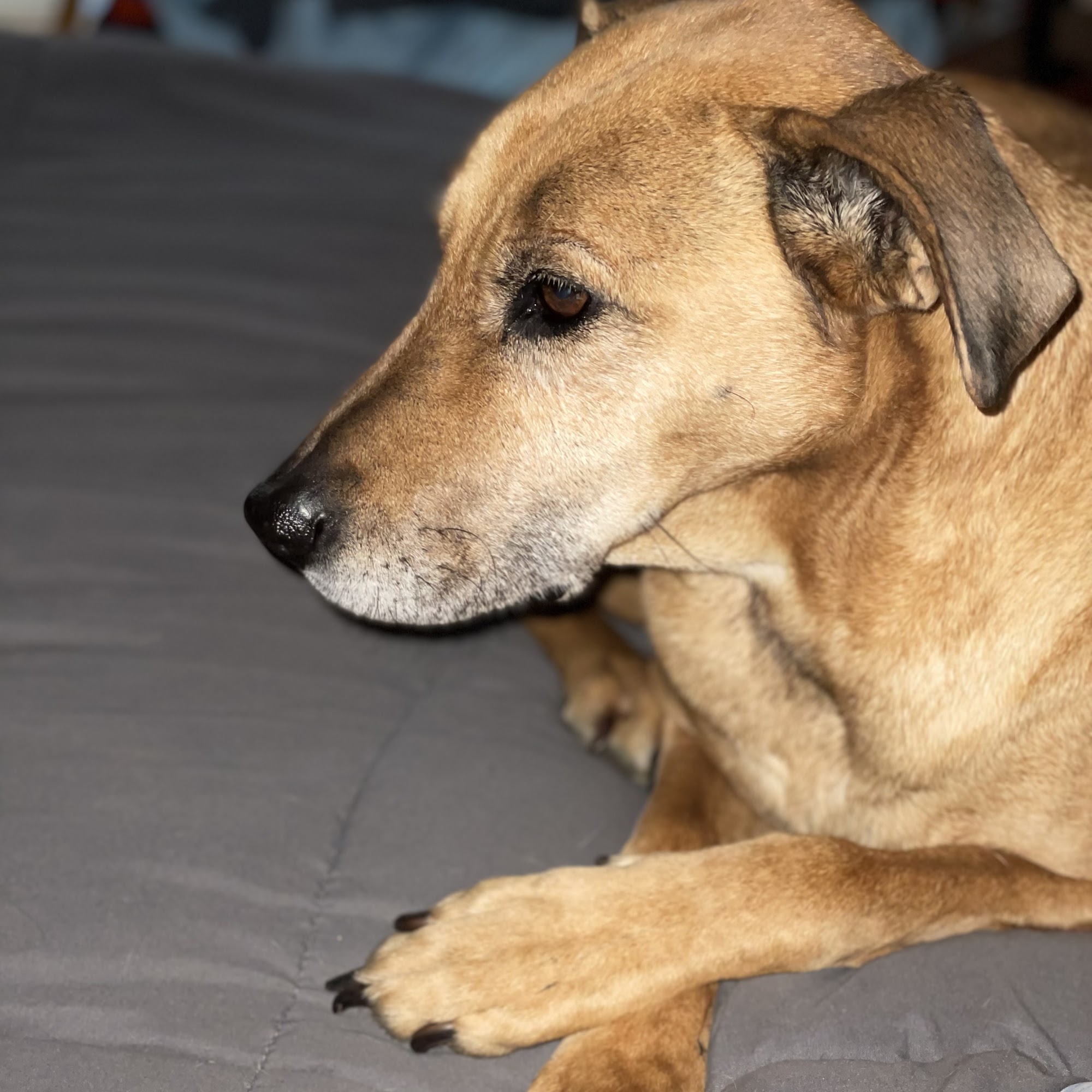 Mint Hill Animal Hospital Mint Hill