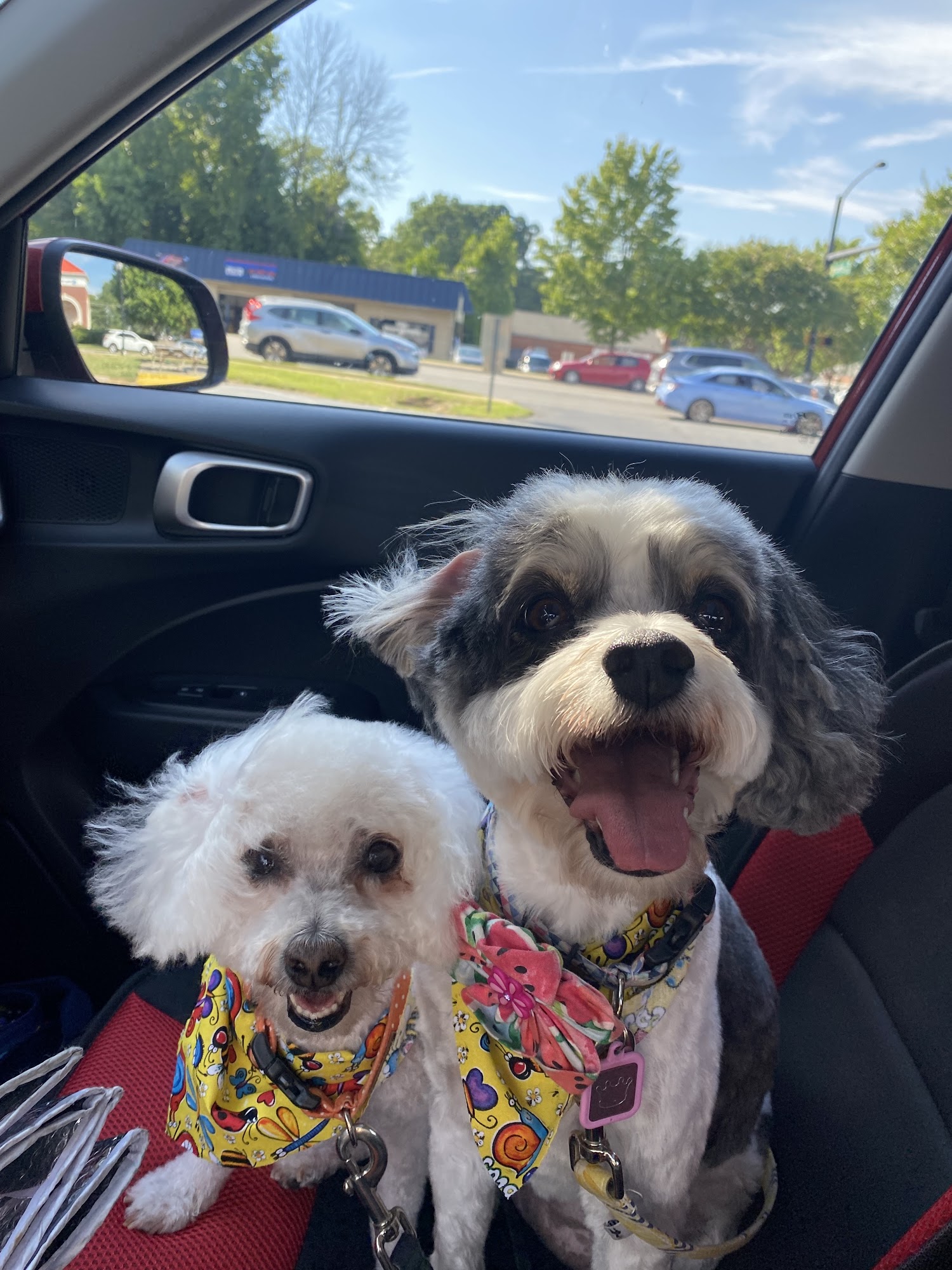 Classy Pet Styling Mint Hill