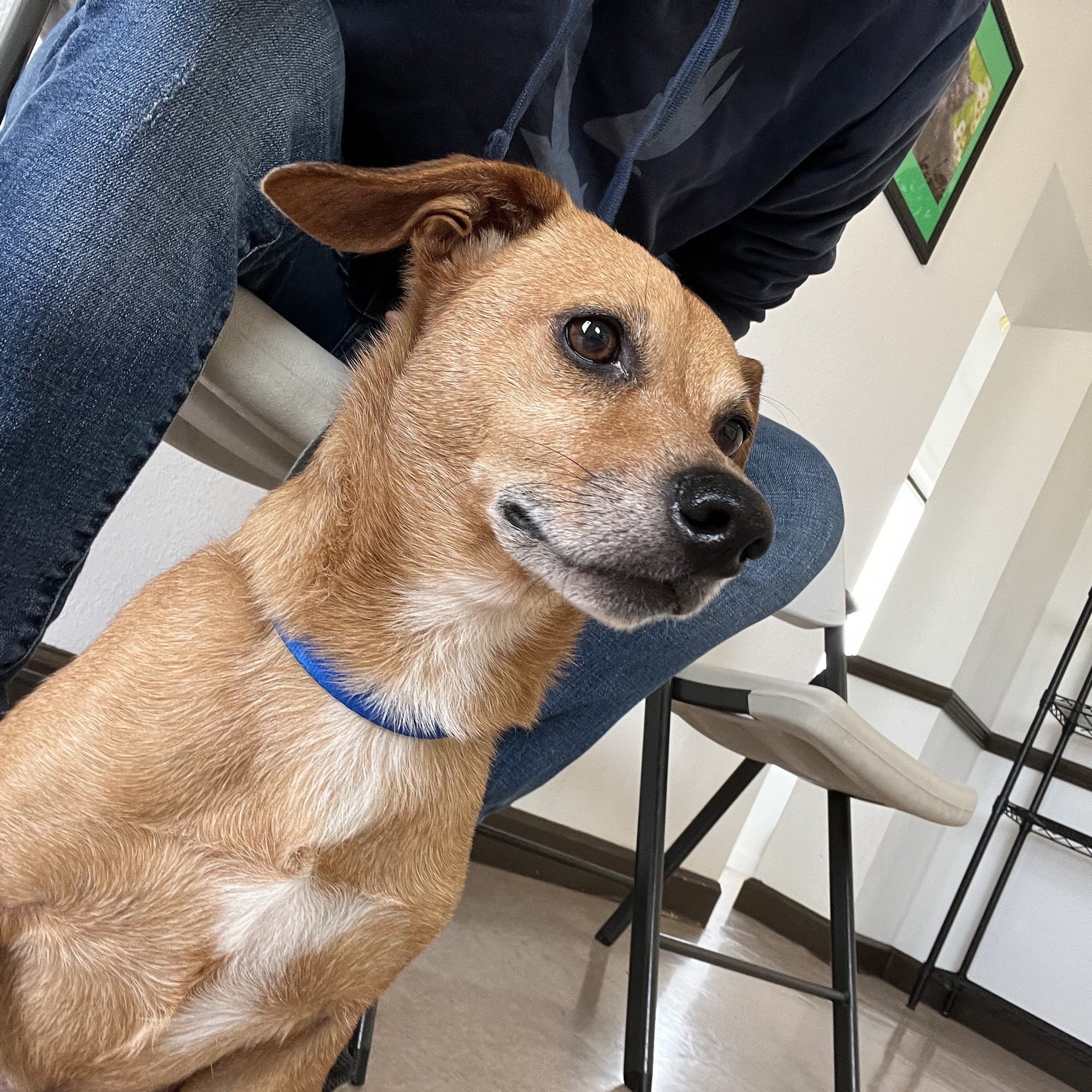 Mocksville Animal Hospital Mocksville