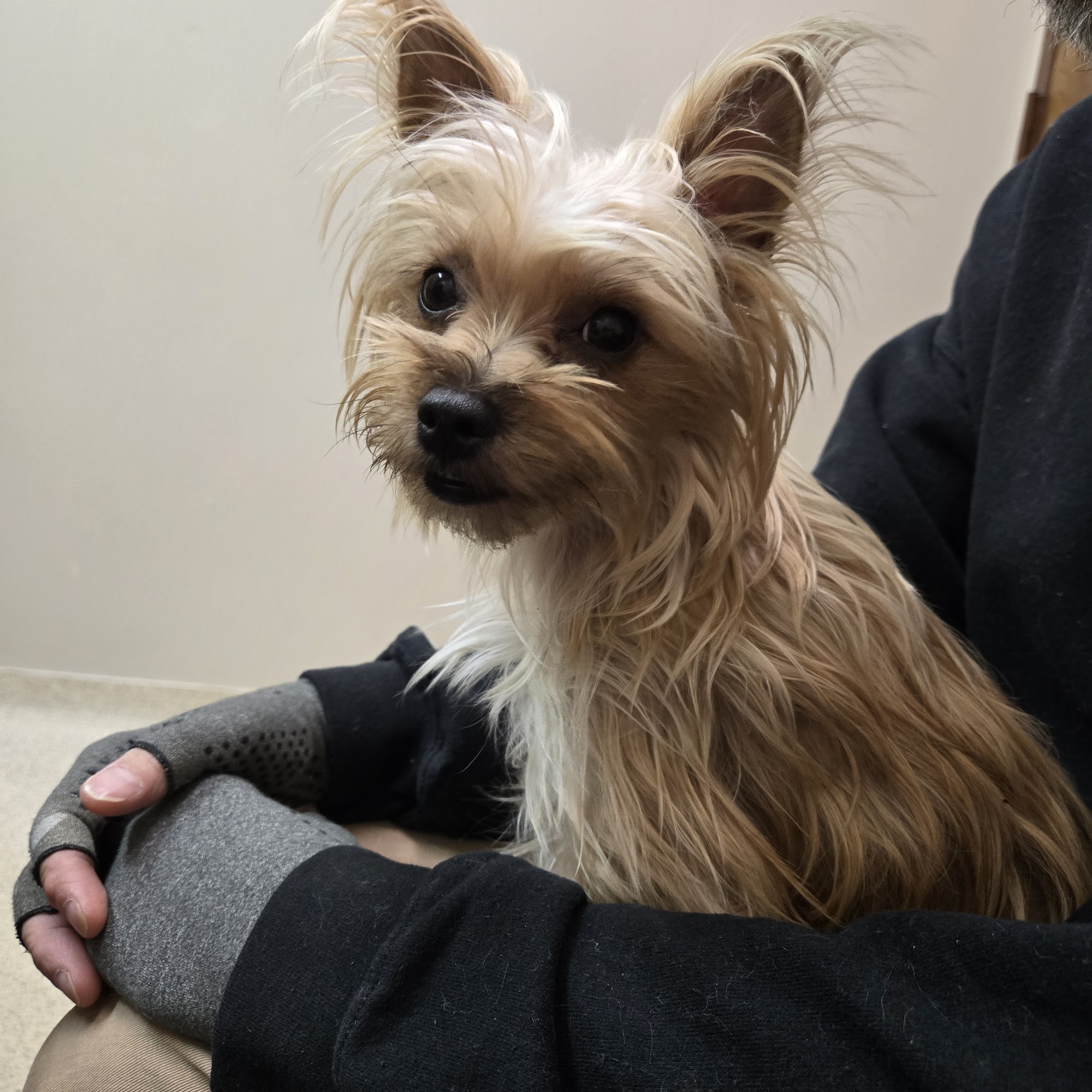 Valley Animal Clinic Mocksville