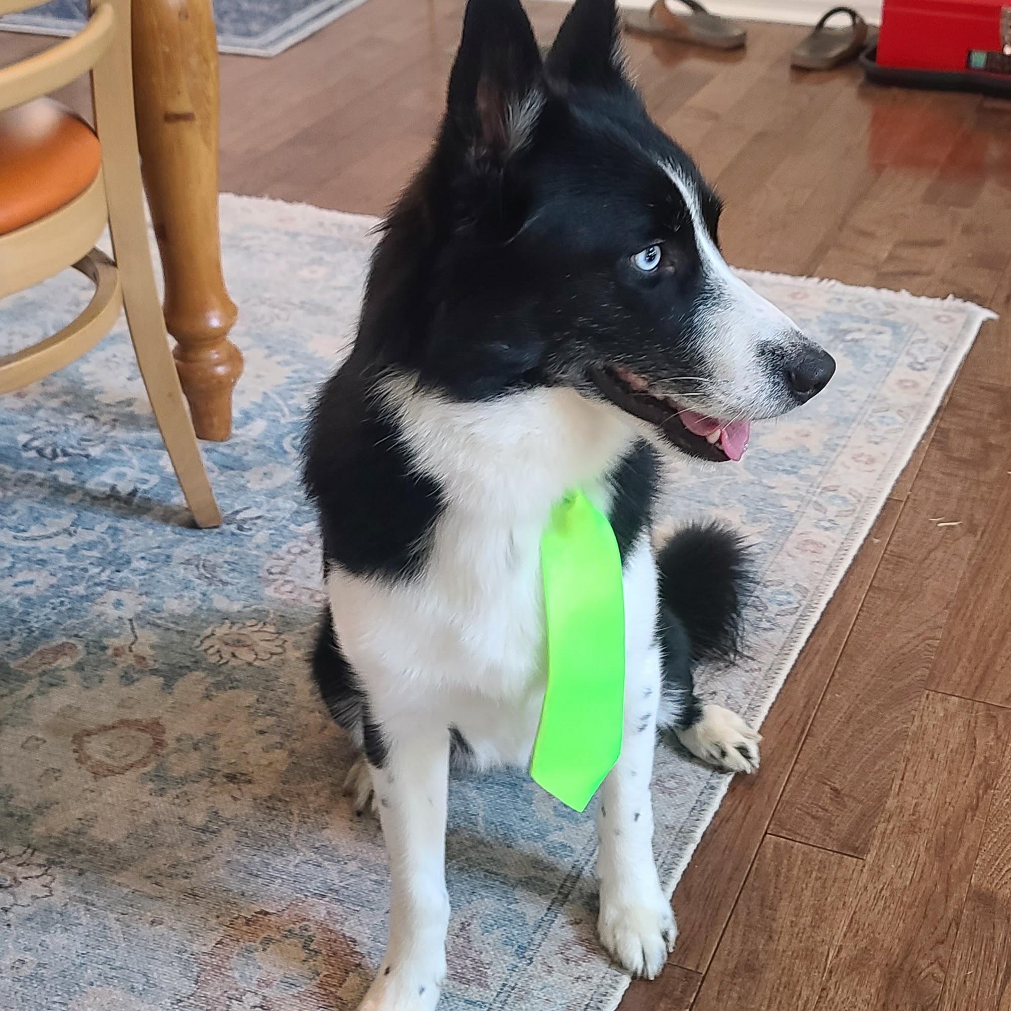 TLC Pet Grooming, Boarding & Daycare Mocksville