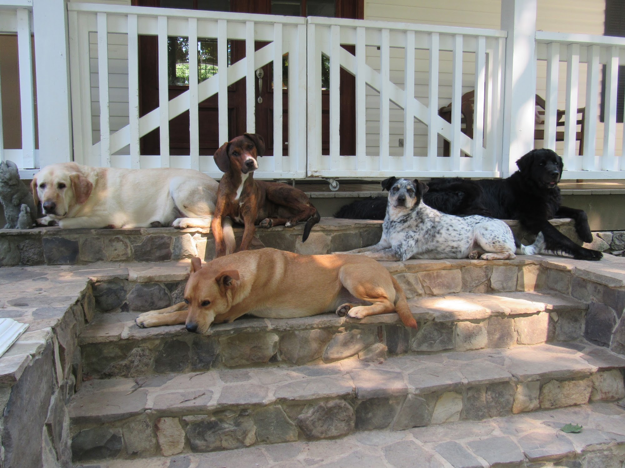 Godbey Creek Canine Rescue, Inc. Mocksville