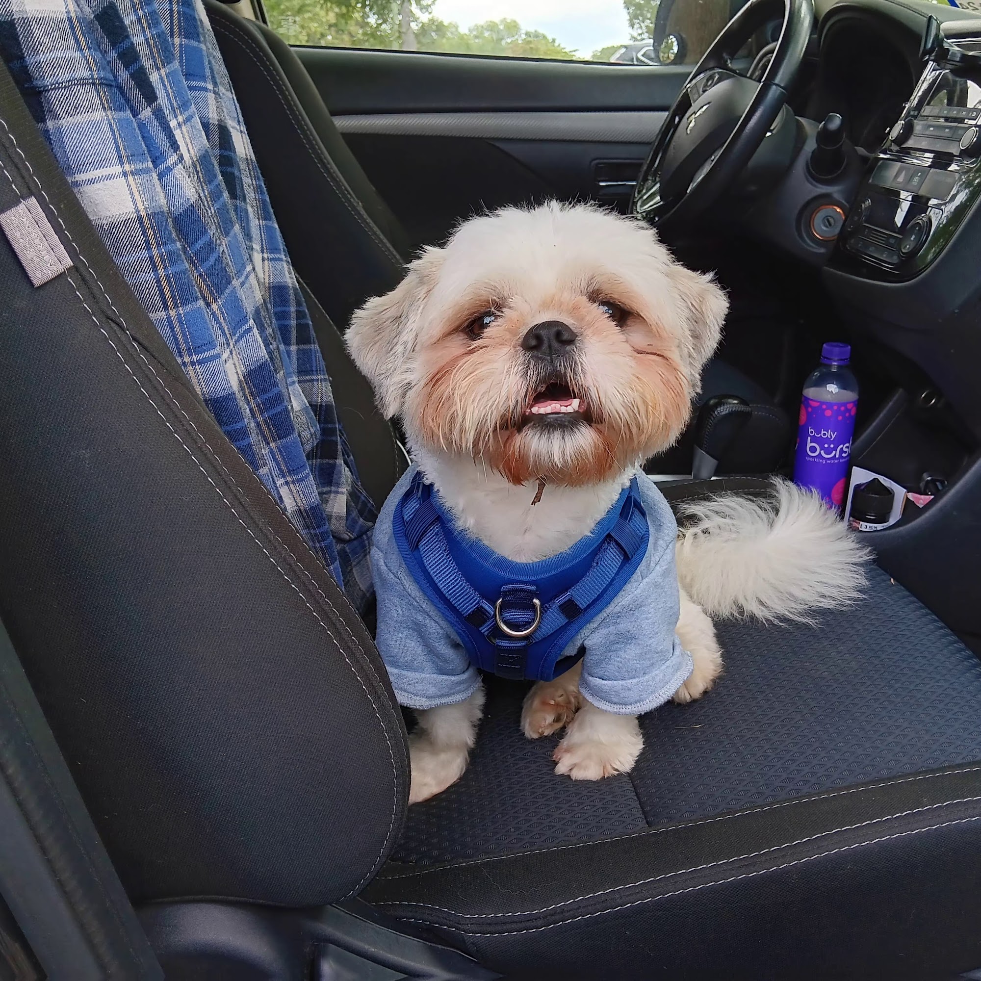 Monroe Low Cost Spay/Neuter Clinic Monroe