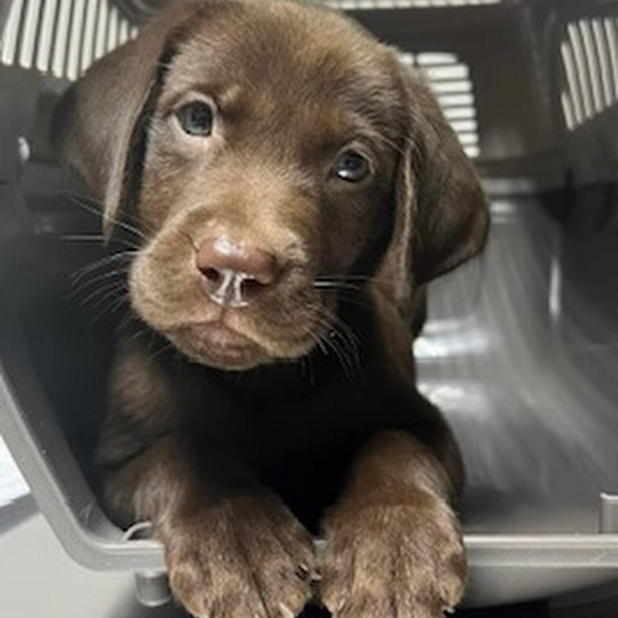 Thompson Animal Hospital Monroe