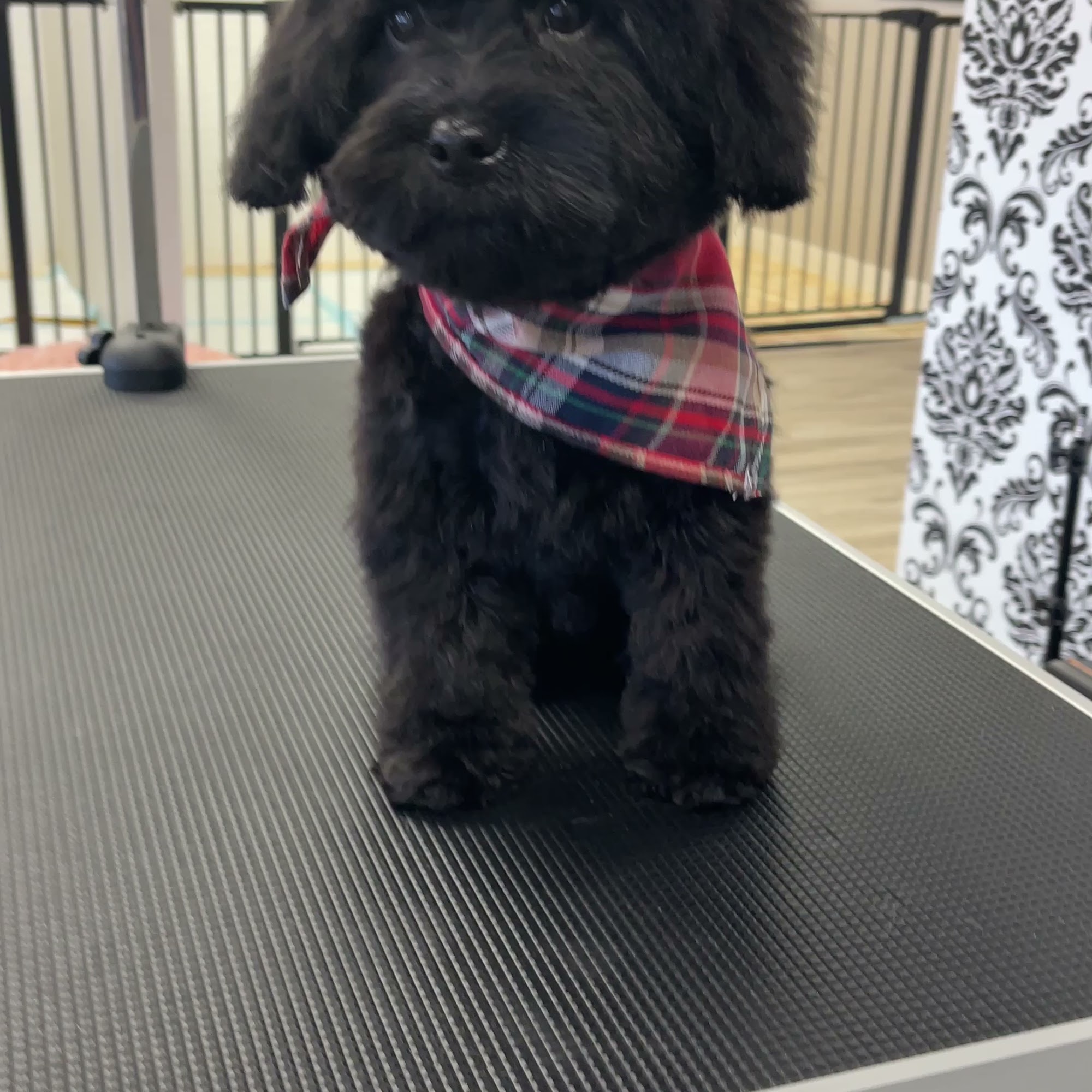 Bougie Pup Salon & Daycare Monroe