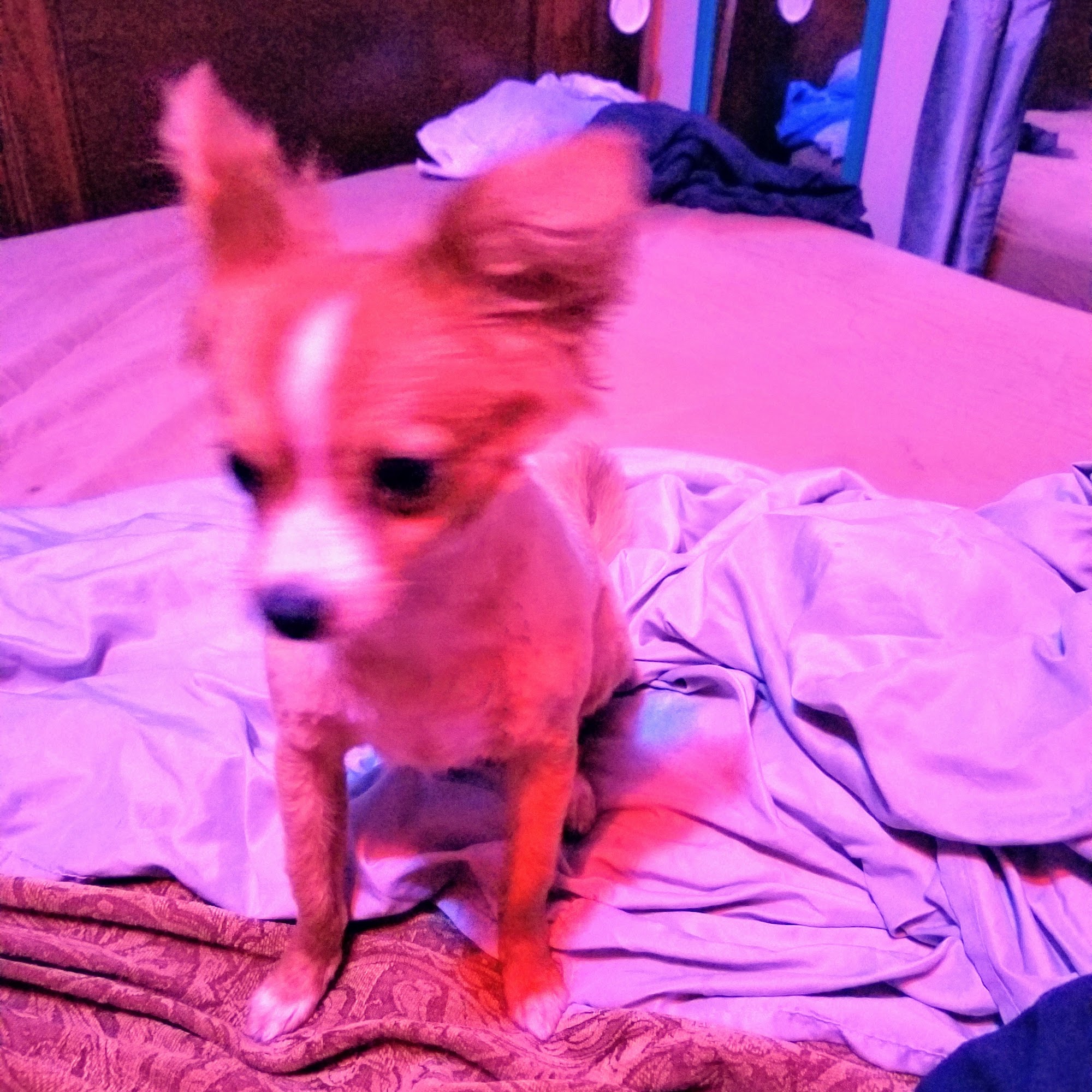 Firebrook Poms & Puppy Luv Pet Grooming Monroe