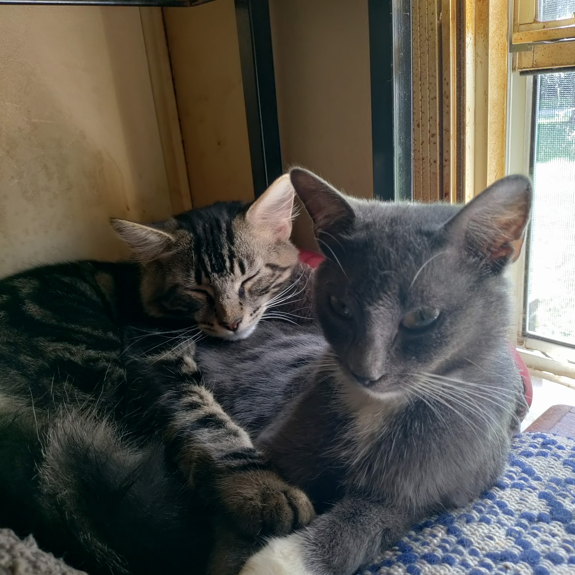 Stand For Animals Veterinary Clinic Mooresville