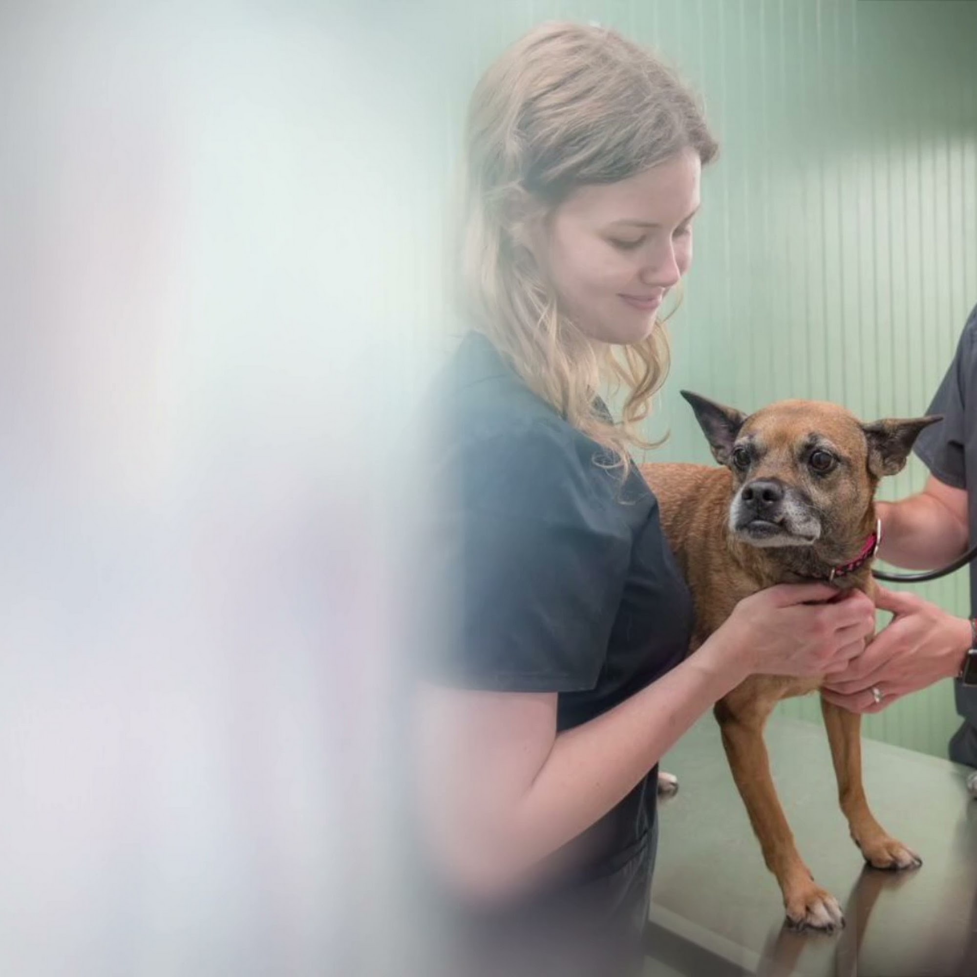 Plaza Animal Hospital Mooresville