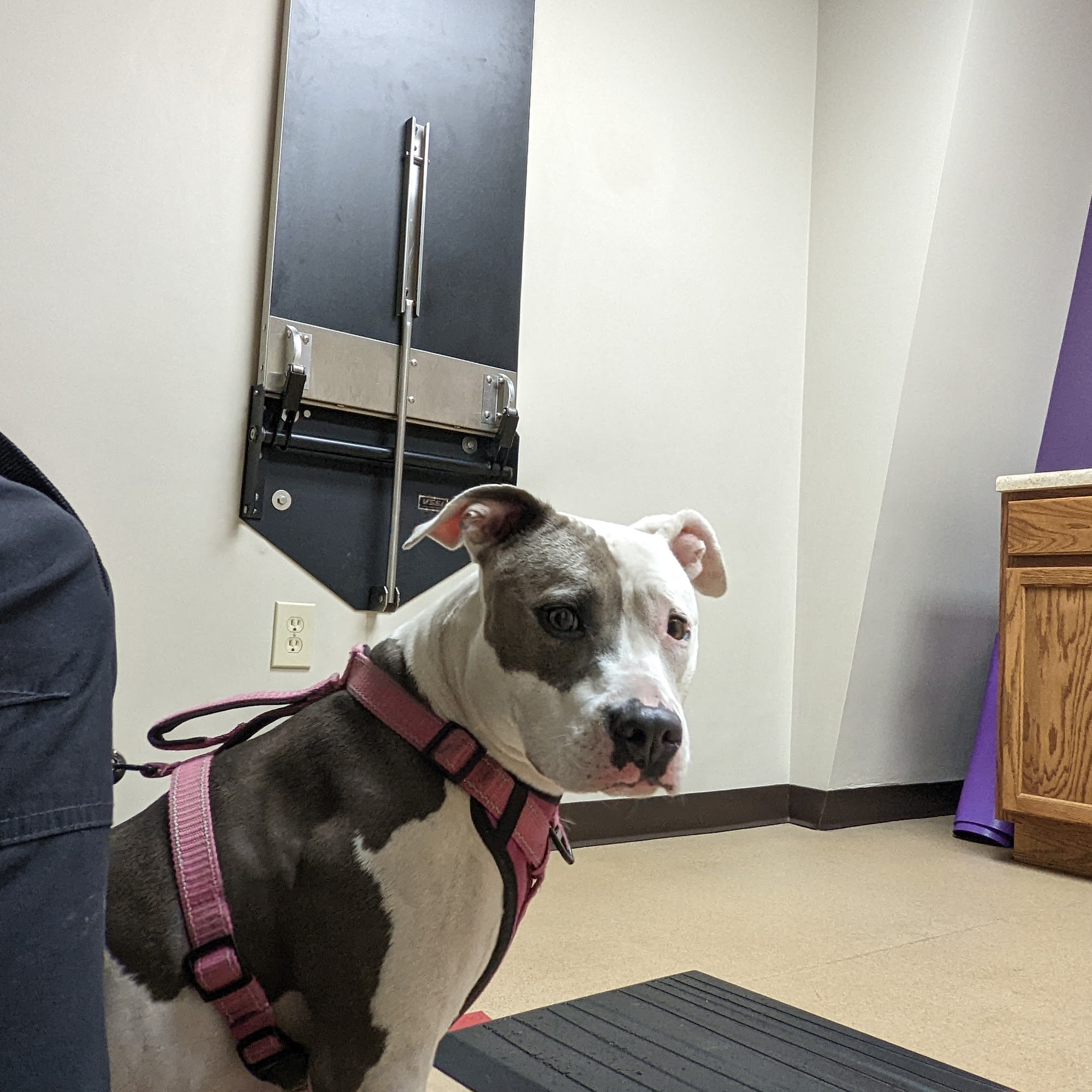 Brawley Animal Hospital Mooresville