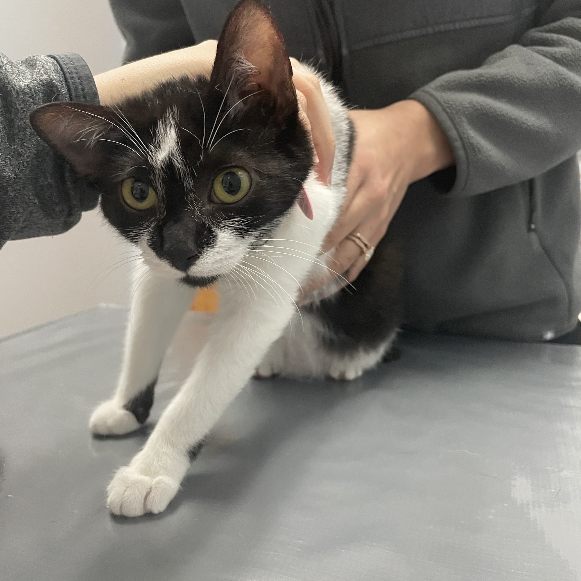 Lakewood Veterinary Hospital Mooresville