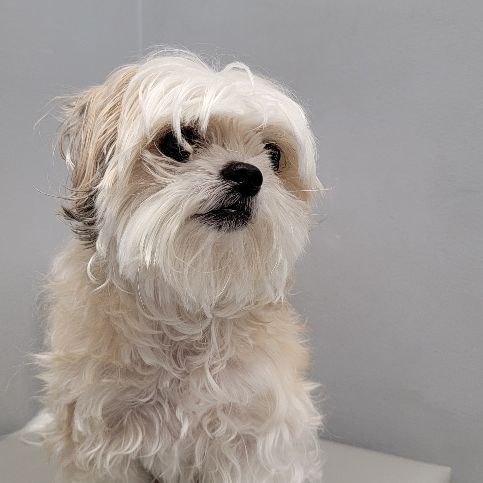 Harbor Point Animal Hospital Mooresville