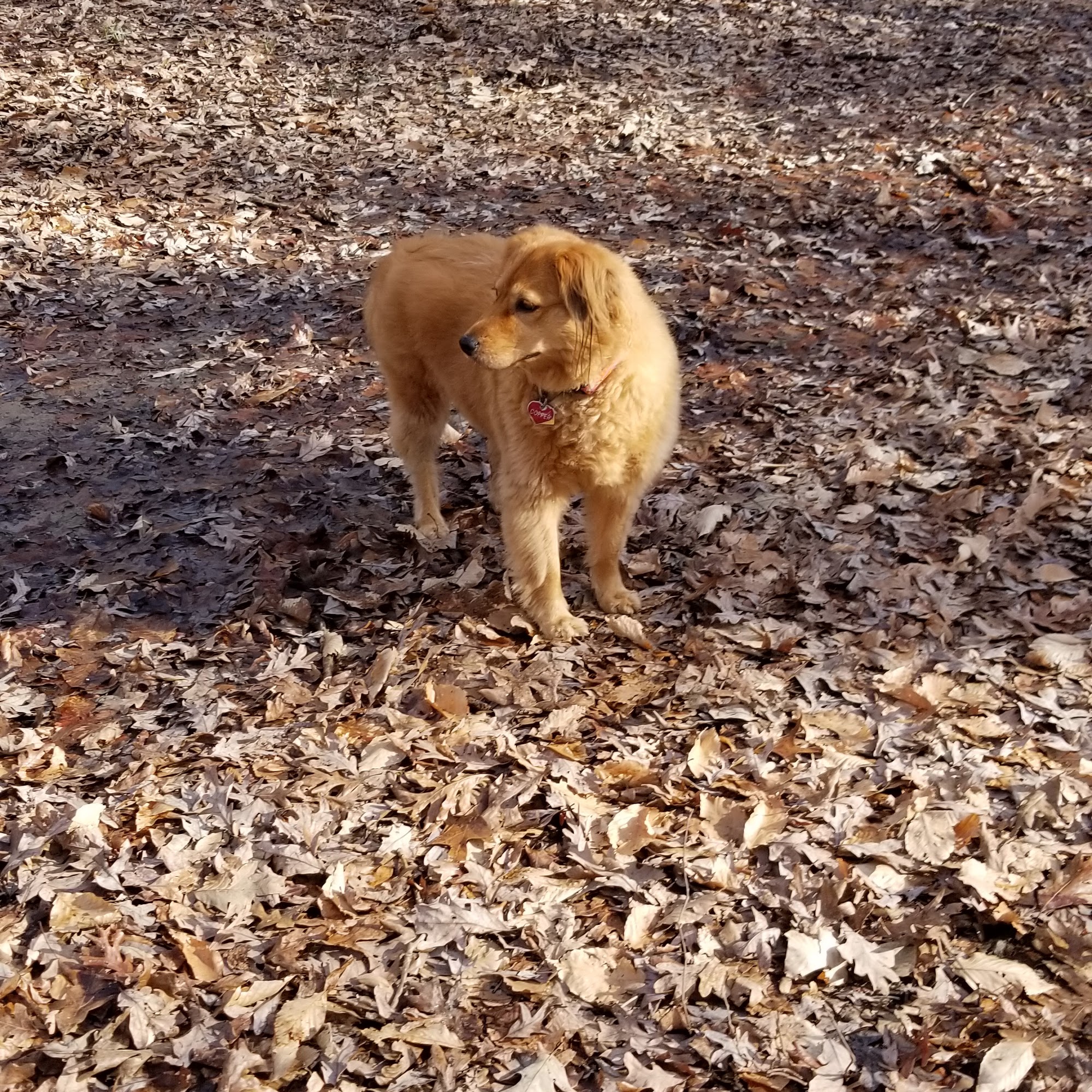 Hay Dick DVM Mooresville