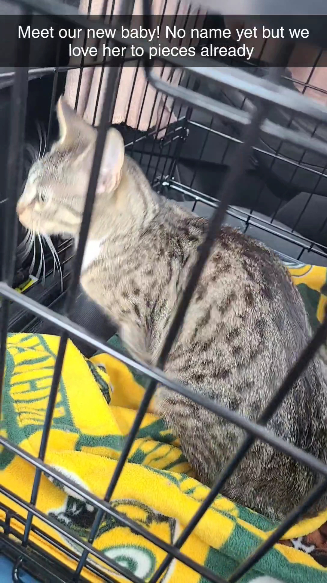 Lake Norman Humane Mooresville